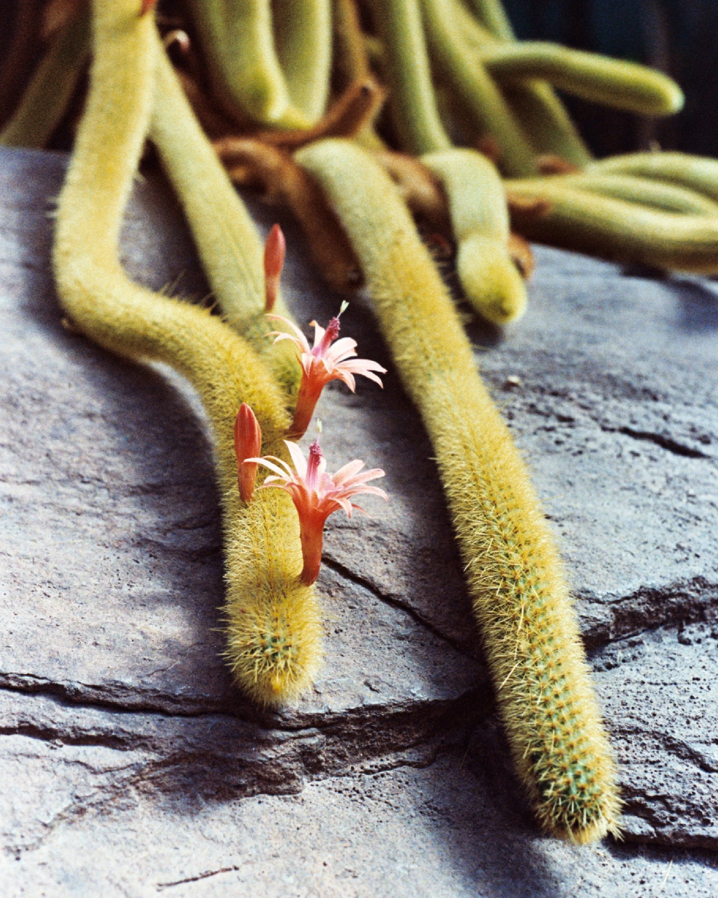 Blooming Fuzzy Cactus.jpg