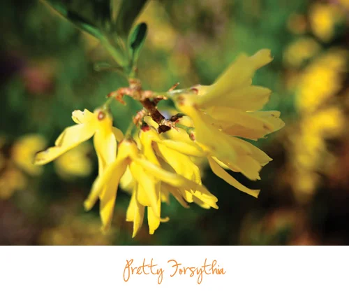 Happy Signs of Spring