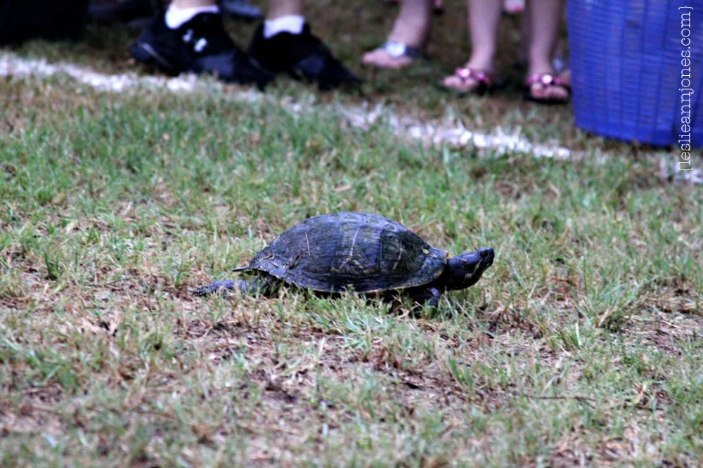 The Great Cato Turtle Race: 2011