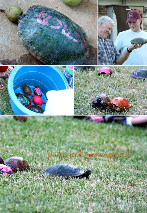 turtle-race-2010