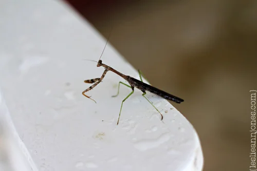 praying-mantis