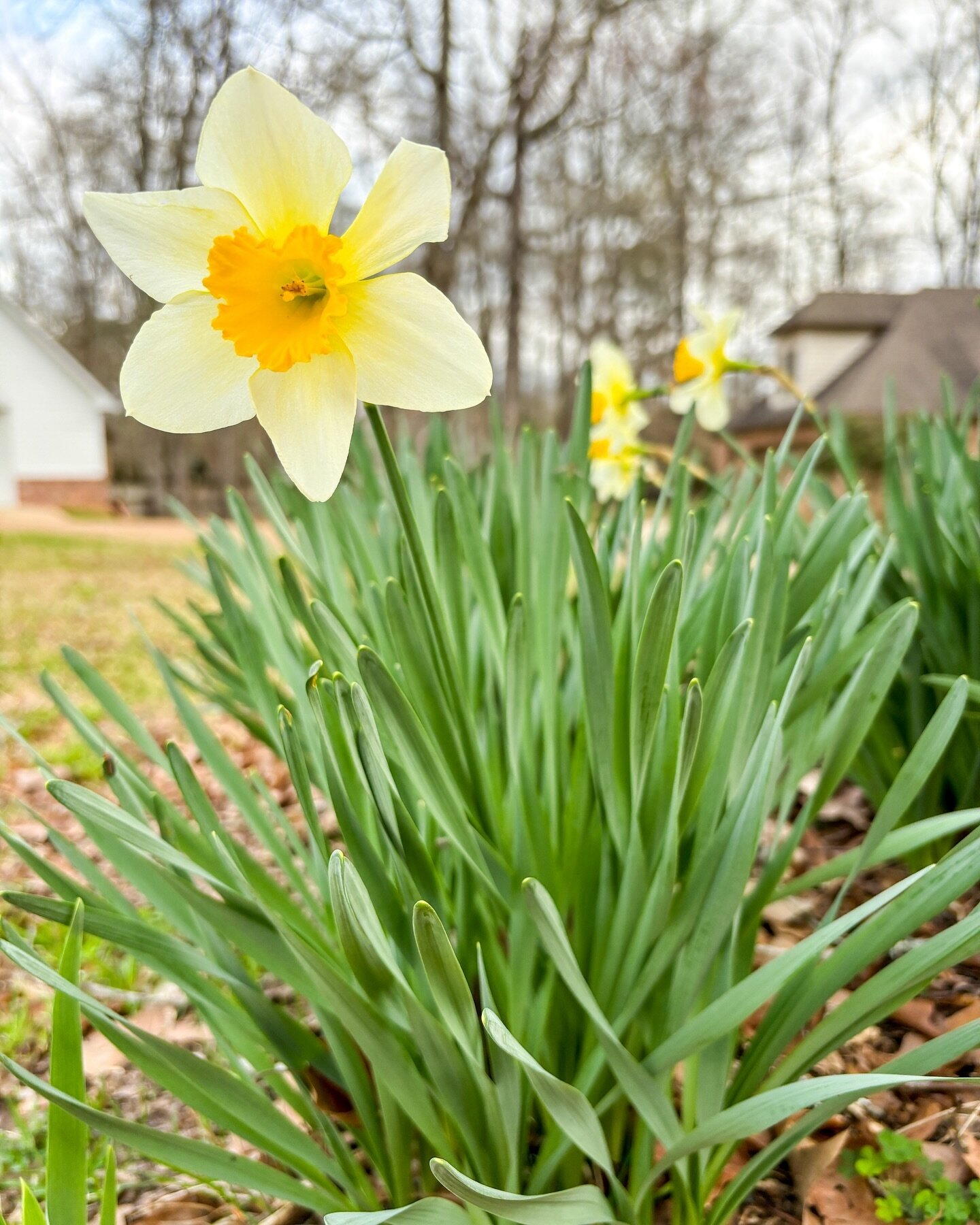 The little patch of daffodils by the oak tree in our front yard is giving me so much joy these days. Sometimes, it&rsquo;s the little things. You know?