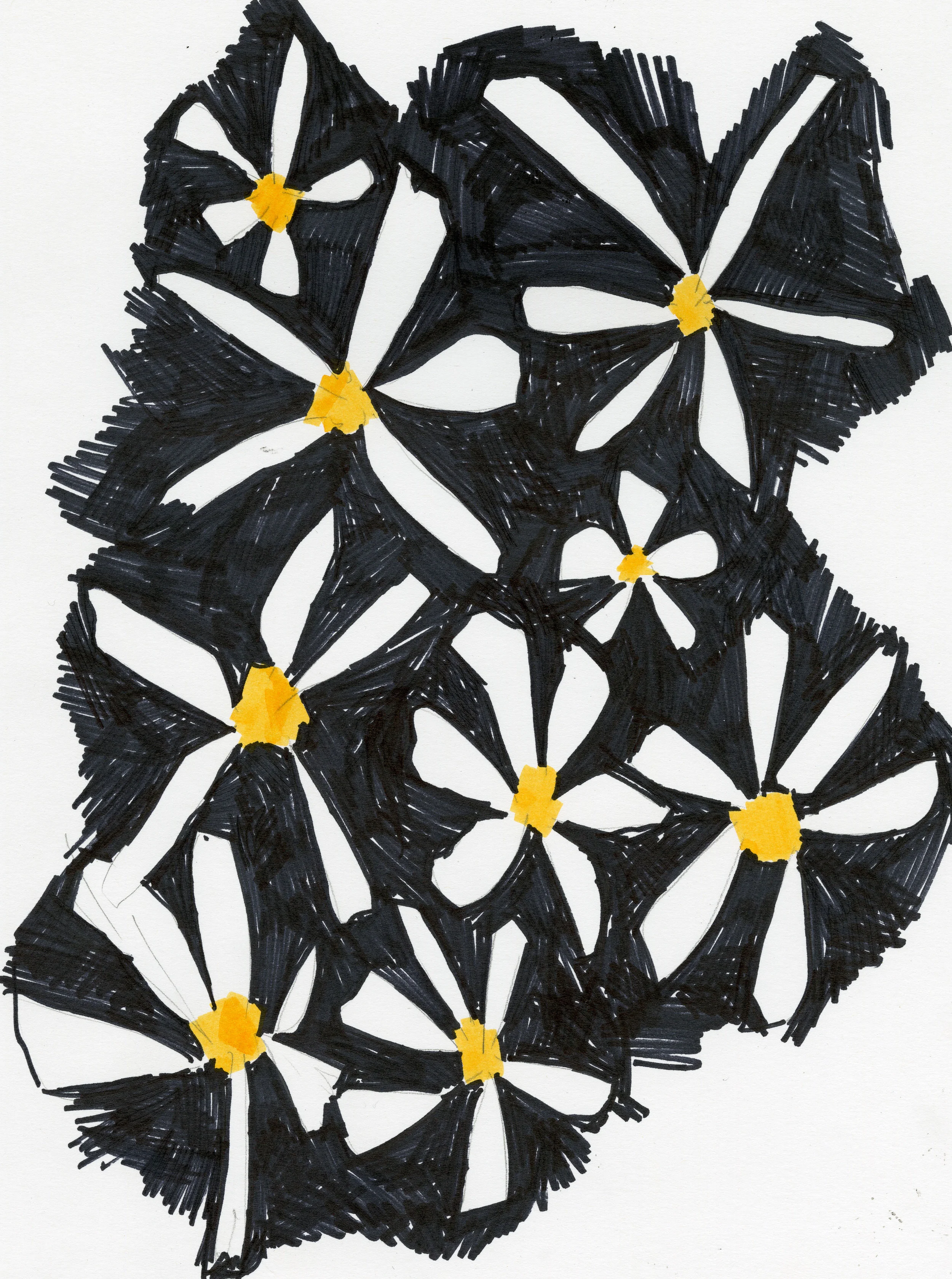 Daisy.jpg