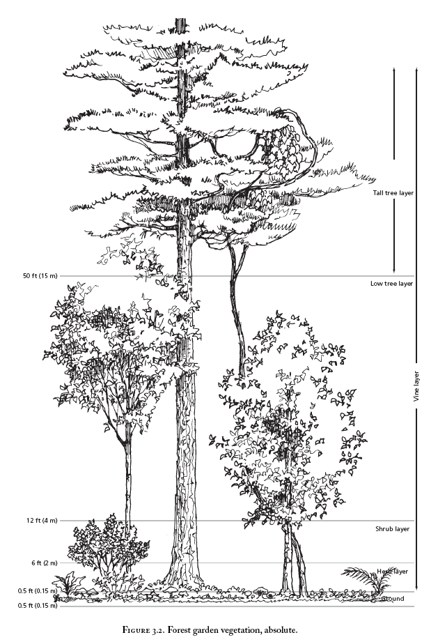 The layers of a forest that, if designed correctly can increase production while minimizing work. from Edible Forest Gardens 1 & 2 by Dave Jacke