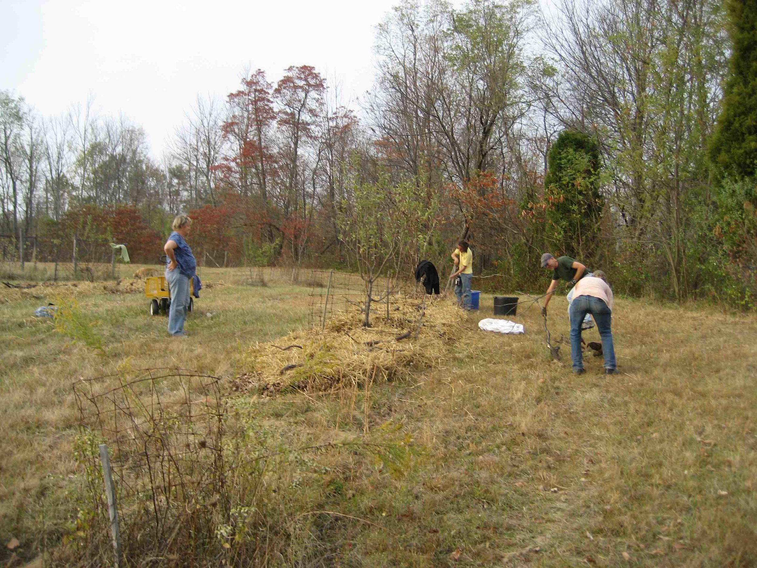 Mulching a permaculture orchard