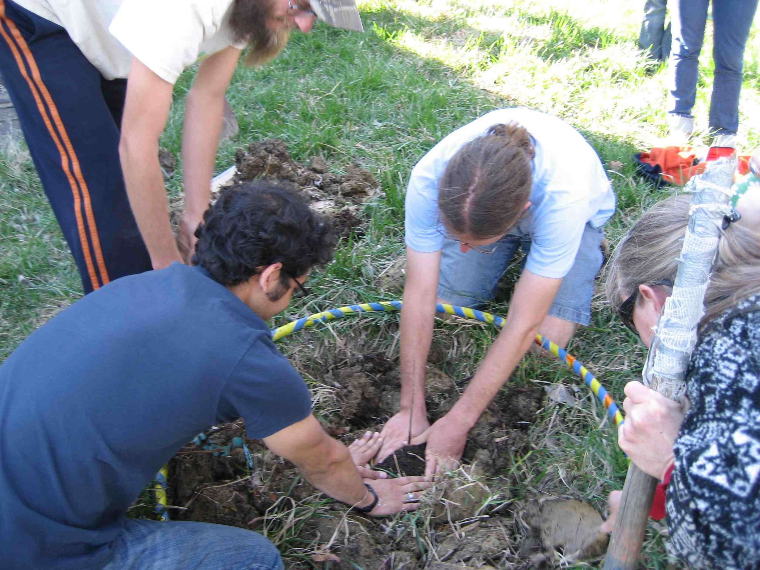 Planting a Northern Pecan for the class tree