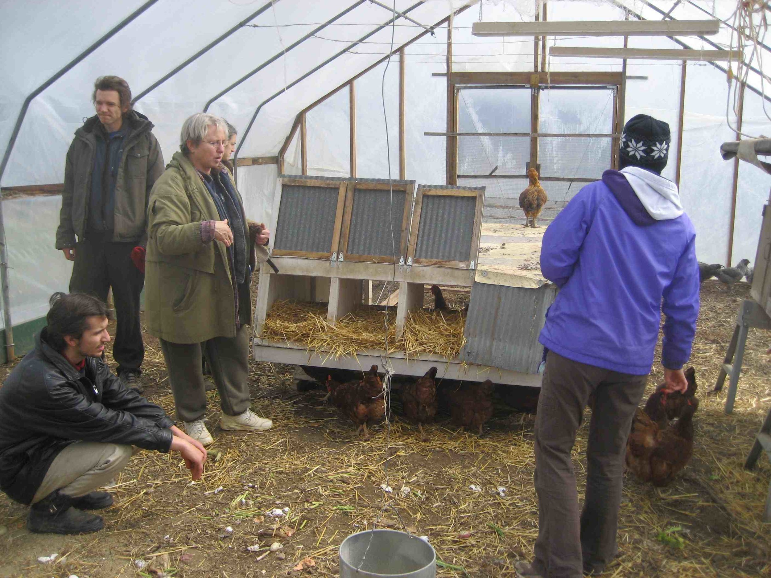 Chickens heating the greenhouse 