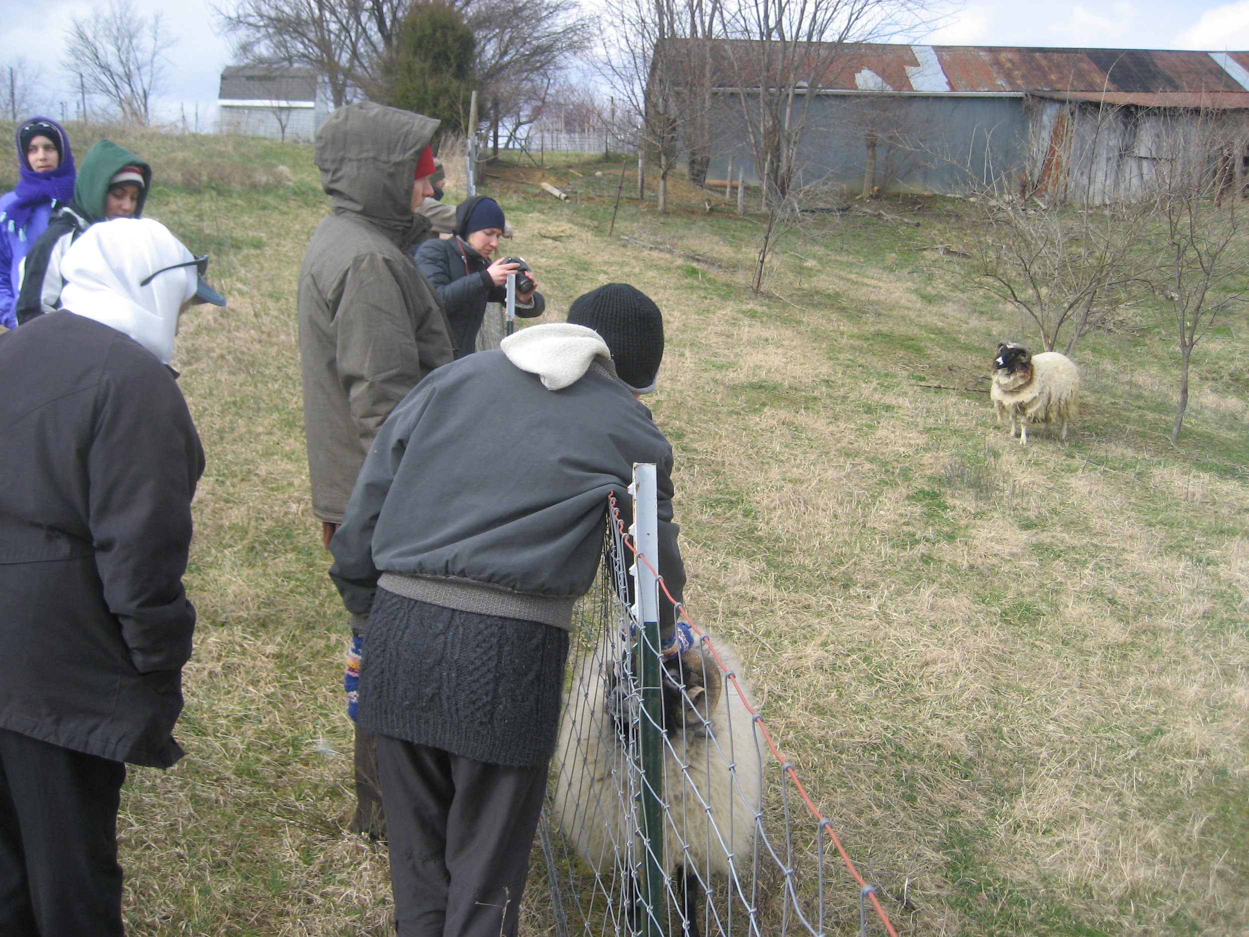 Students learning about Sheep Management