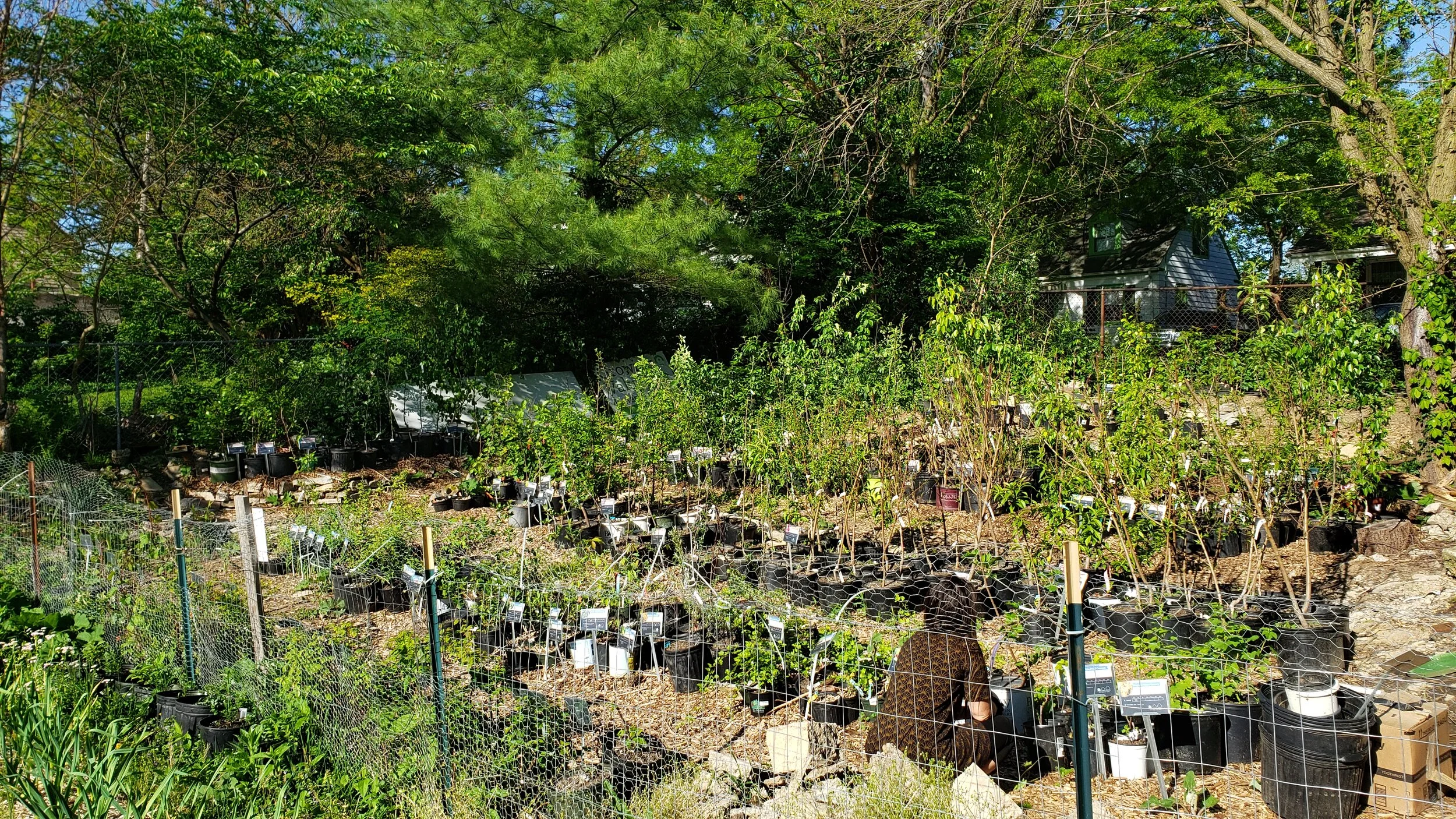 Nursery Info Appointments Cincinnati Permaculture Institute