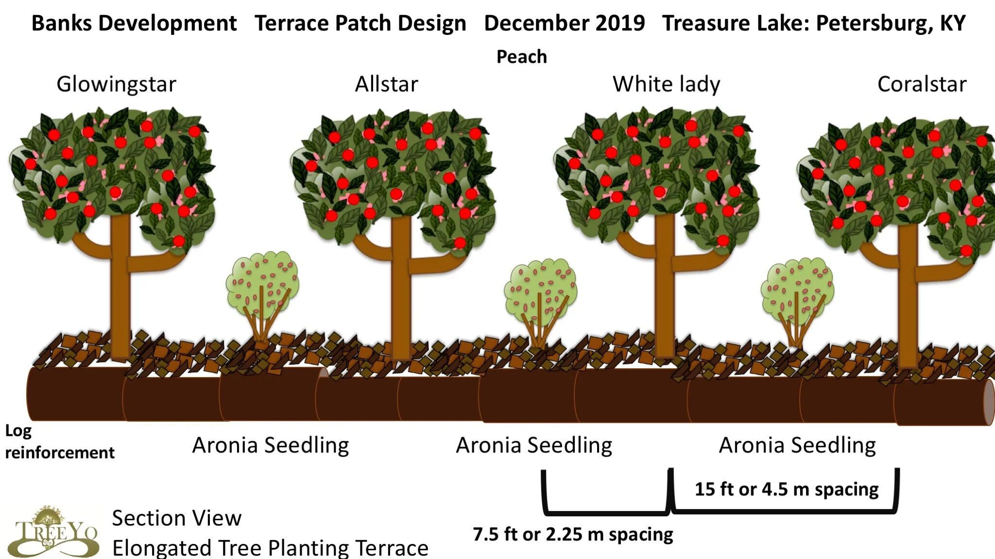 How to plant a tree infographics. Planting trees перевод. Planting trees detail.