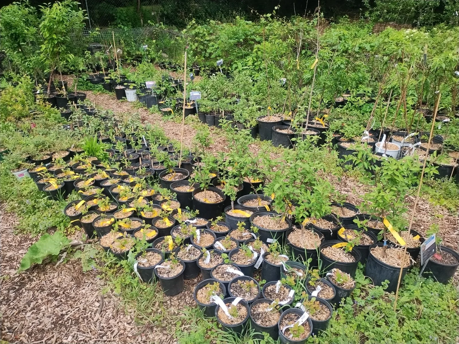 Growing Value Nursery 2026 Spring Plant Selection