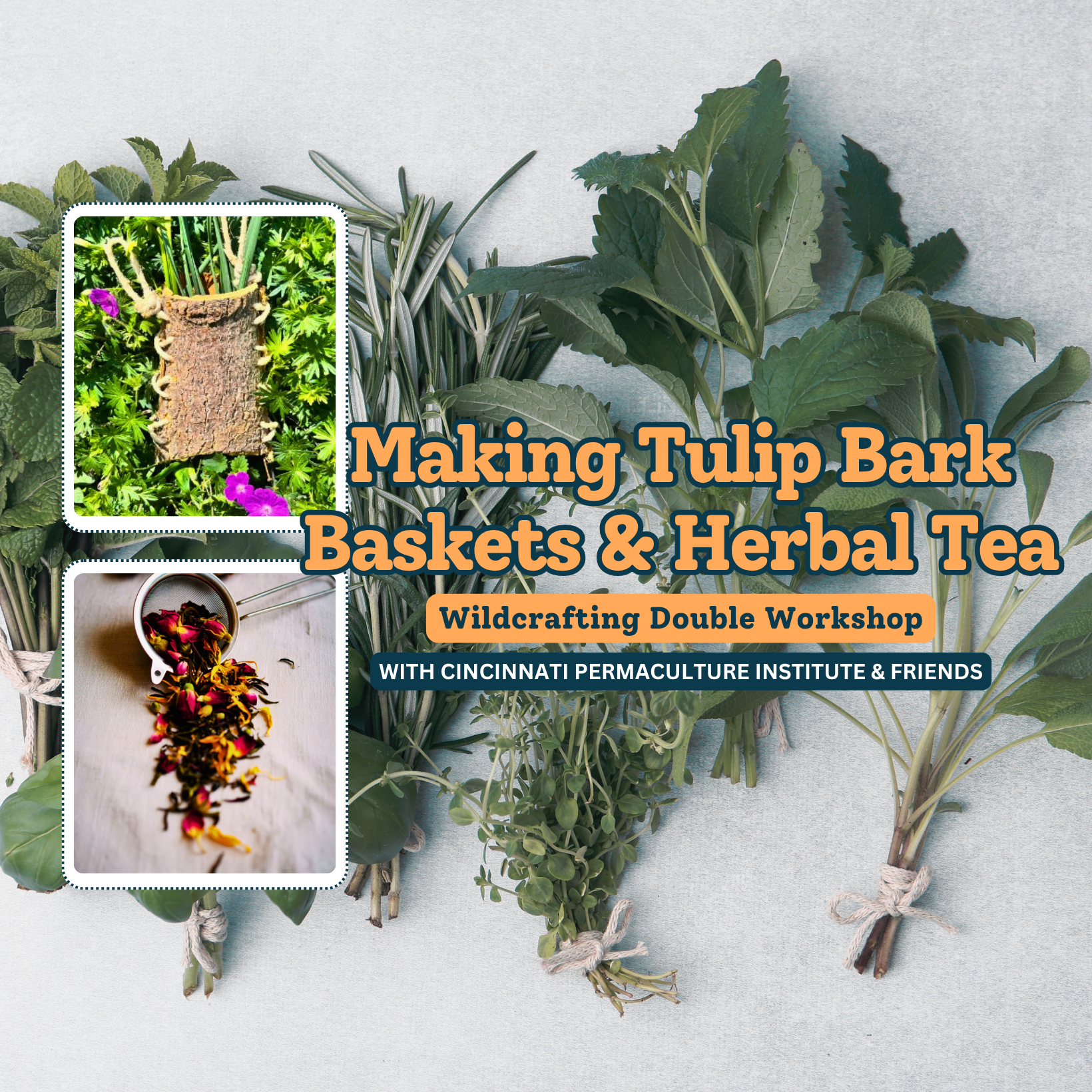 Making Tulip Bark Baskets and Foraged Herbal Tea: Double Workshop