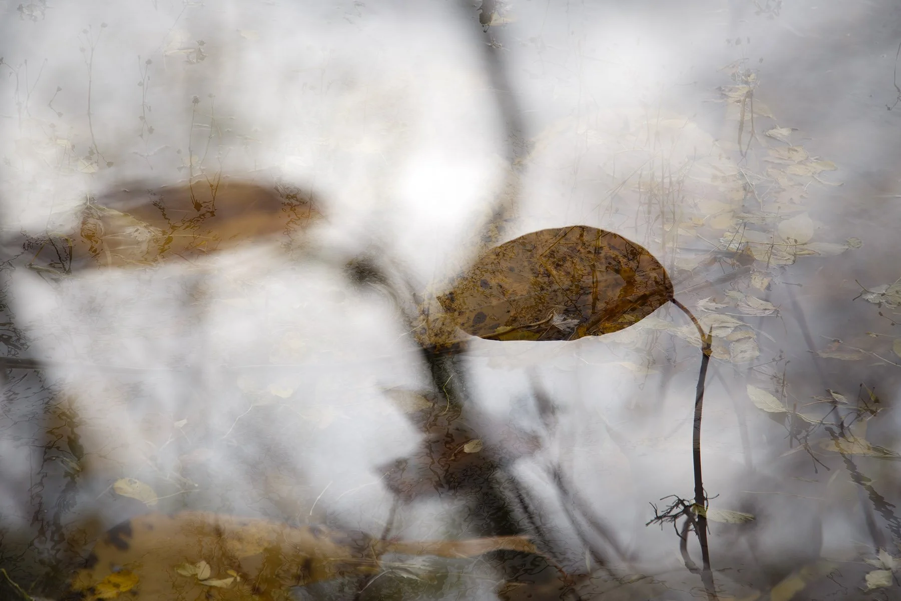 _K6A6607automne-10eRPlatw2.jpg