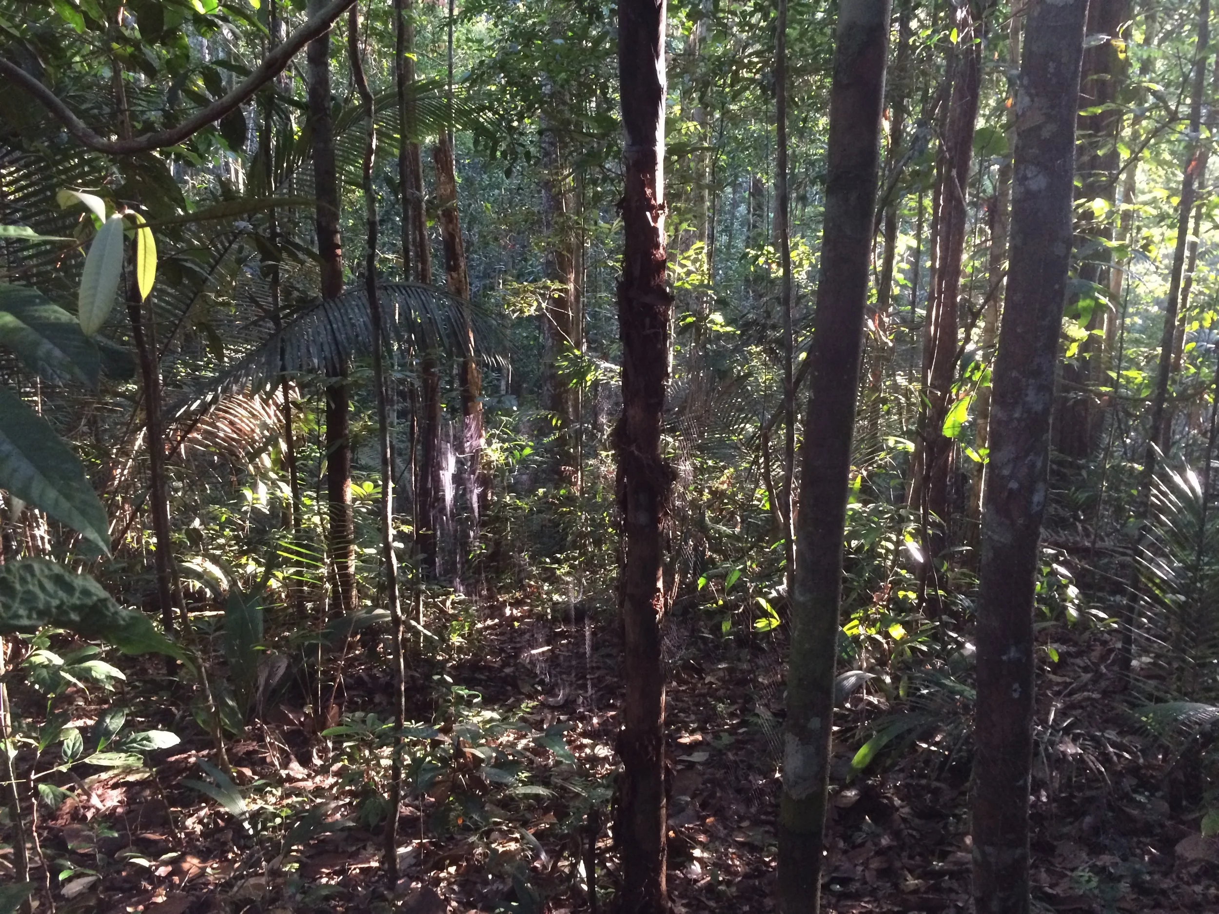 IV Bird Banding and Molt Analysis Course