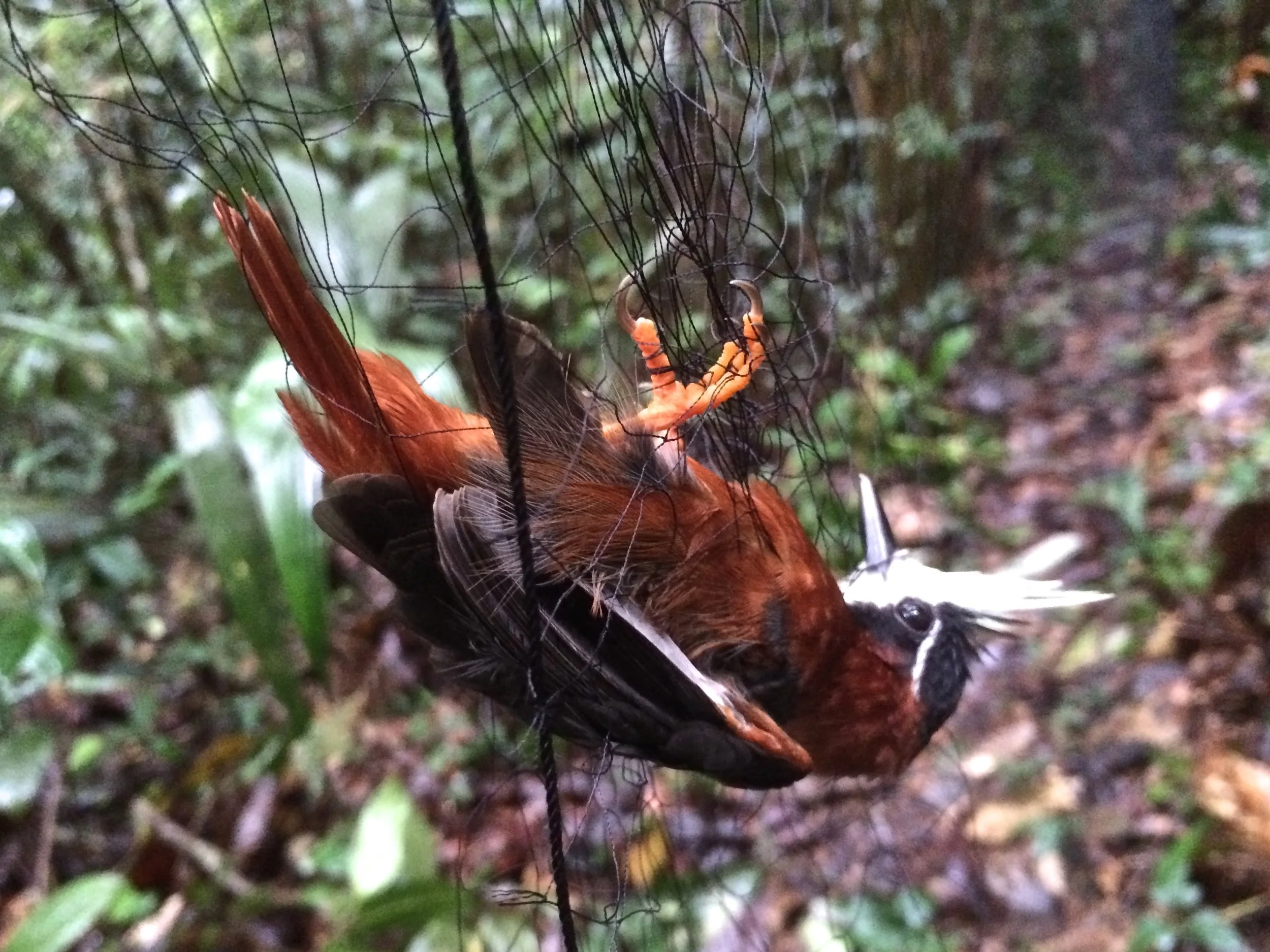 White-plumed antbird, Pithys albifrons caught in a mist net.