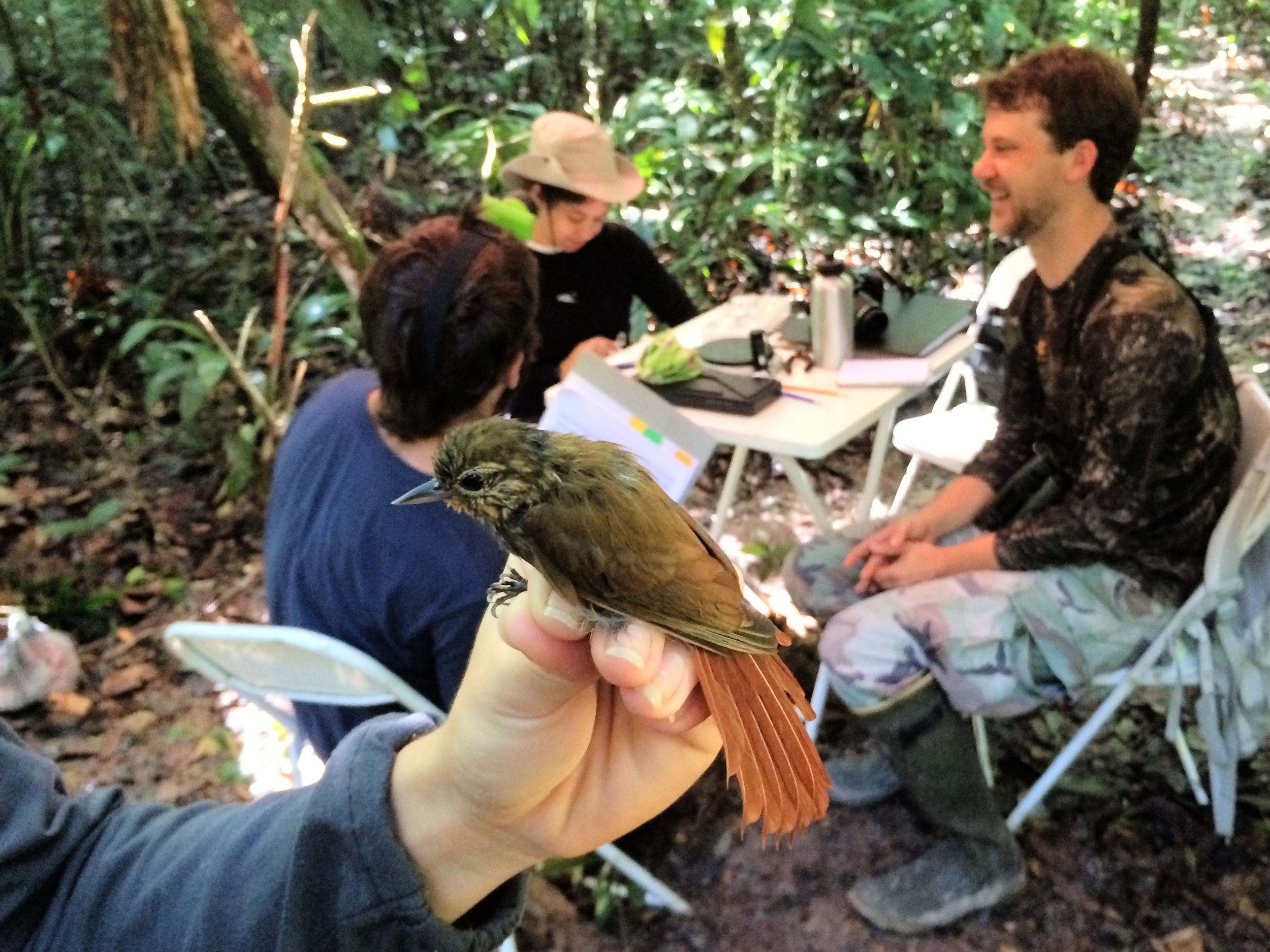 Wedge-billed woodcreeper ( Glyphorynchus spirurus ), with two students and Erik Johnson in the background.