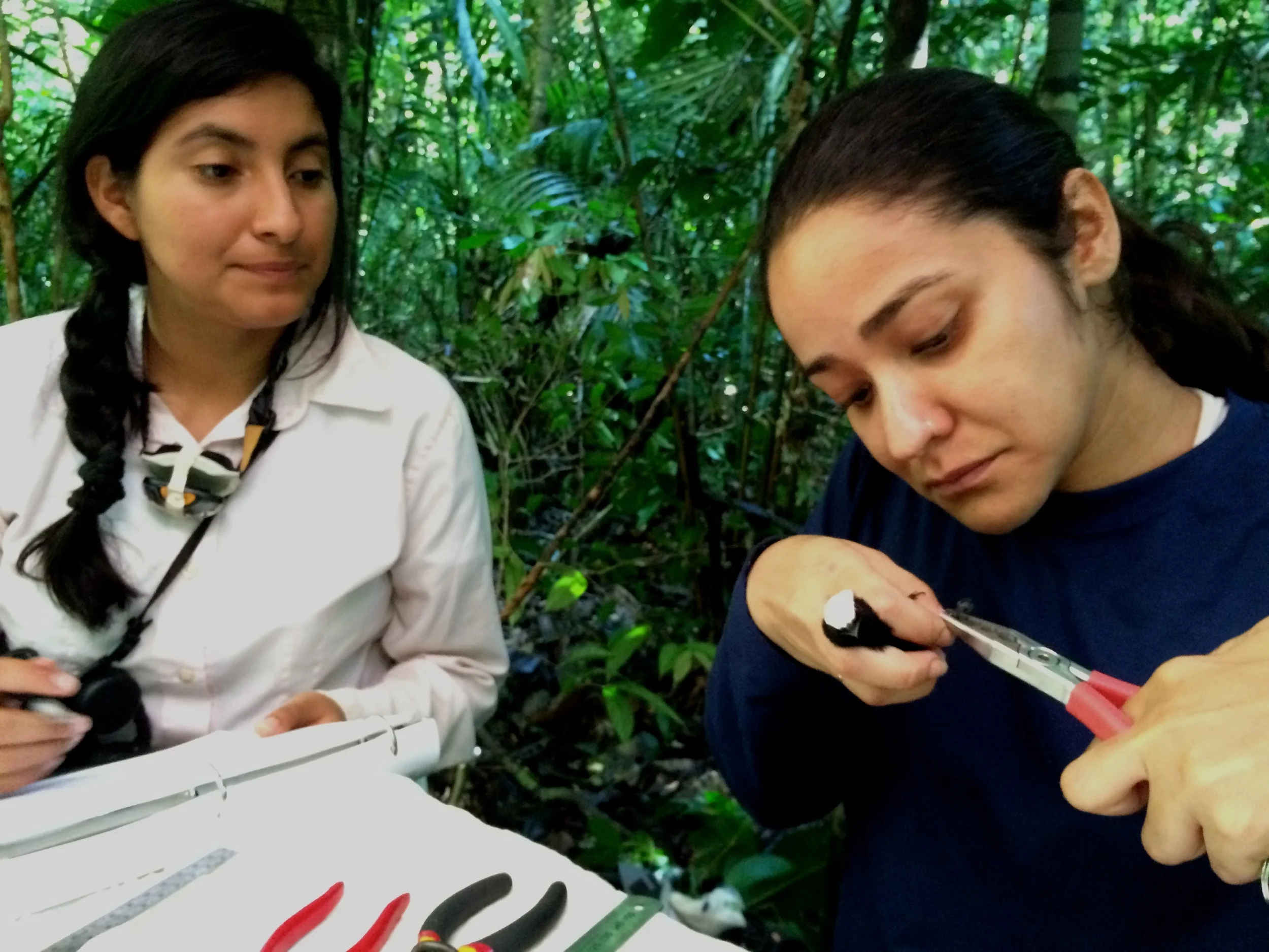 Flor Hernandez supervising Natalia Paes with a White-crowned manakin ( Dixiphia pipra )