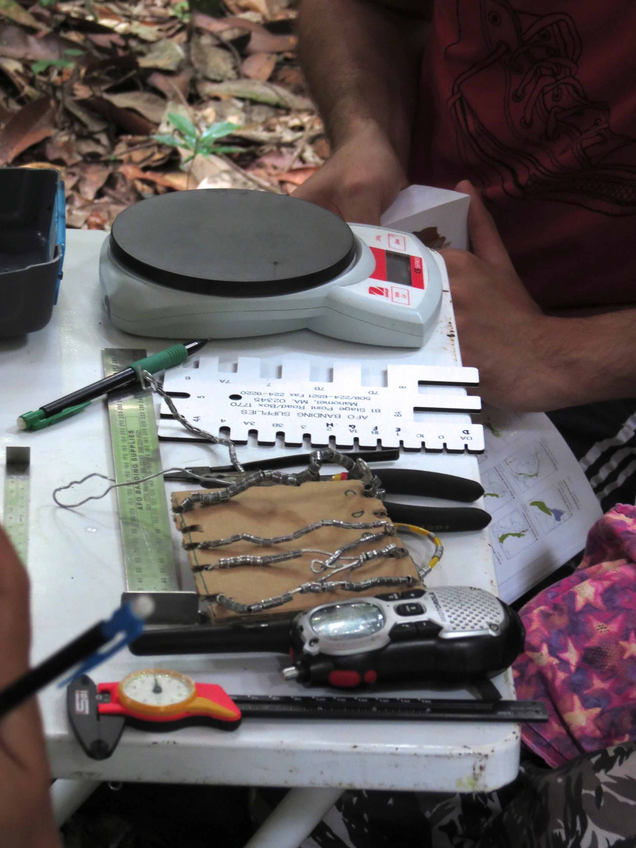 Banding station table with scales, calipers, bands, pliers and radio (Photo by Humberto Mohr).