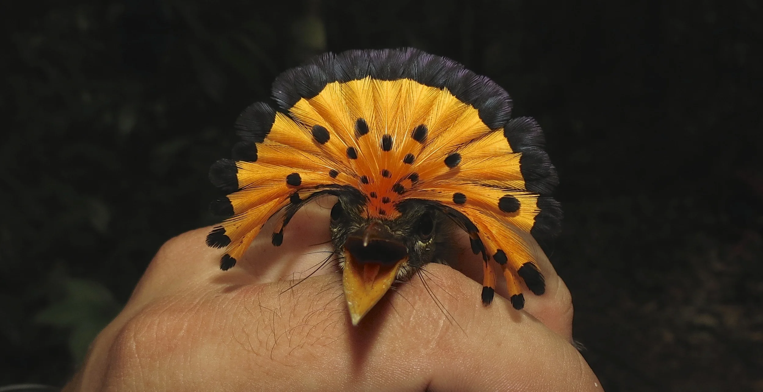 Royal Flycatcher, Onychorhynchus coronatus , photographed by Humberto Mohr.