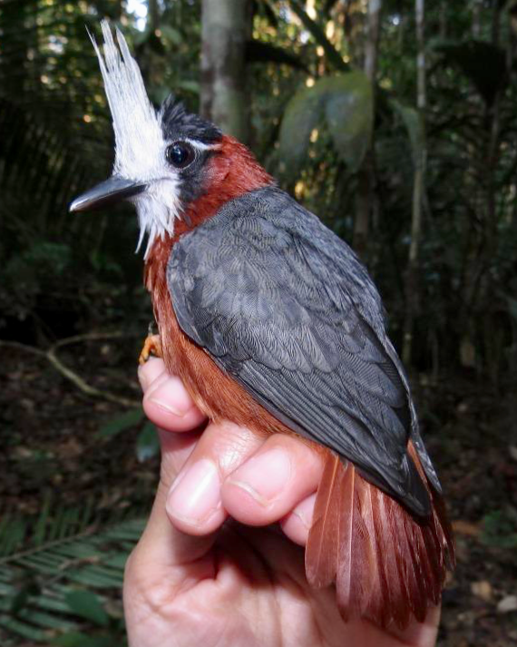 An adult White-plummed antbird, Pithys albifrons , photographed at the site of the Biological Dynamics of Forest Fragments Project, Amazonas, Brazil.
