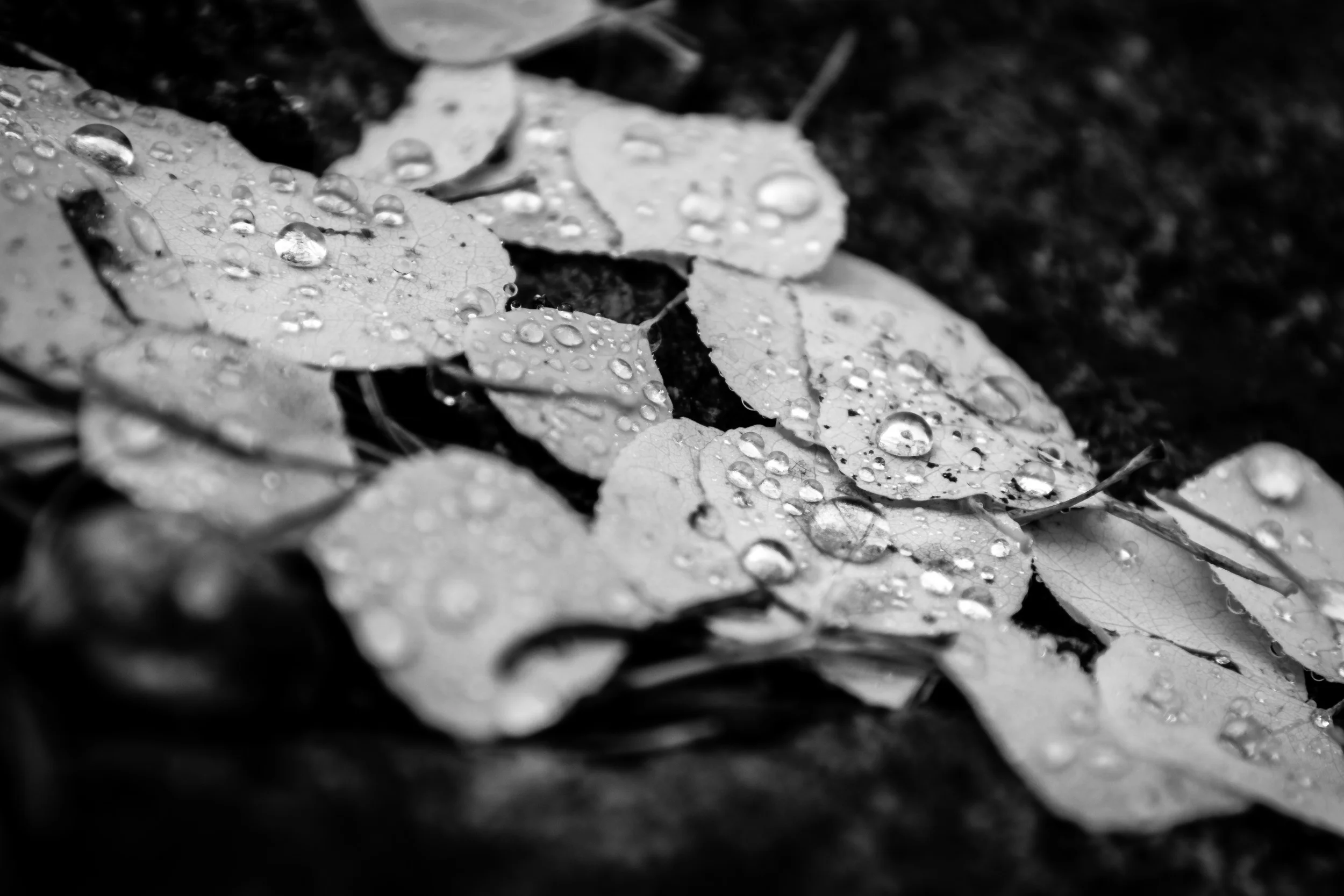 September 2014 Sony A6000, Sony 35mm F1.8