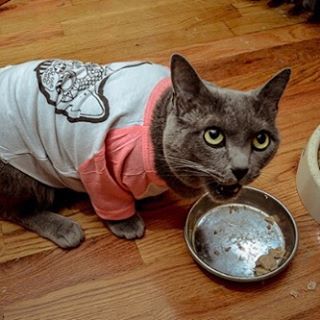 #monster. Again photo credit @_gusponce  Model, a very hungry cat wearing a t-shirt.