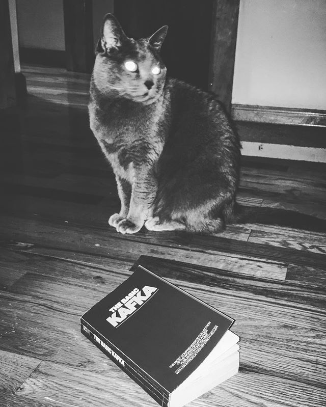 Kafka Kat!!! #Neonbodegacats