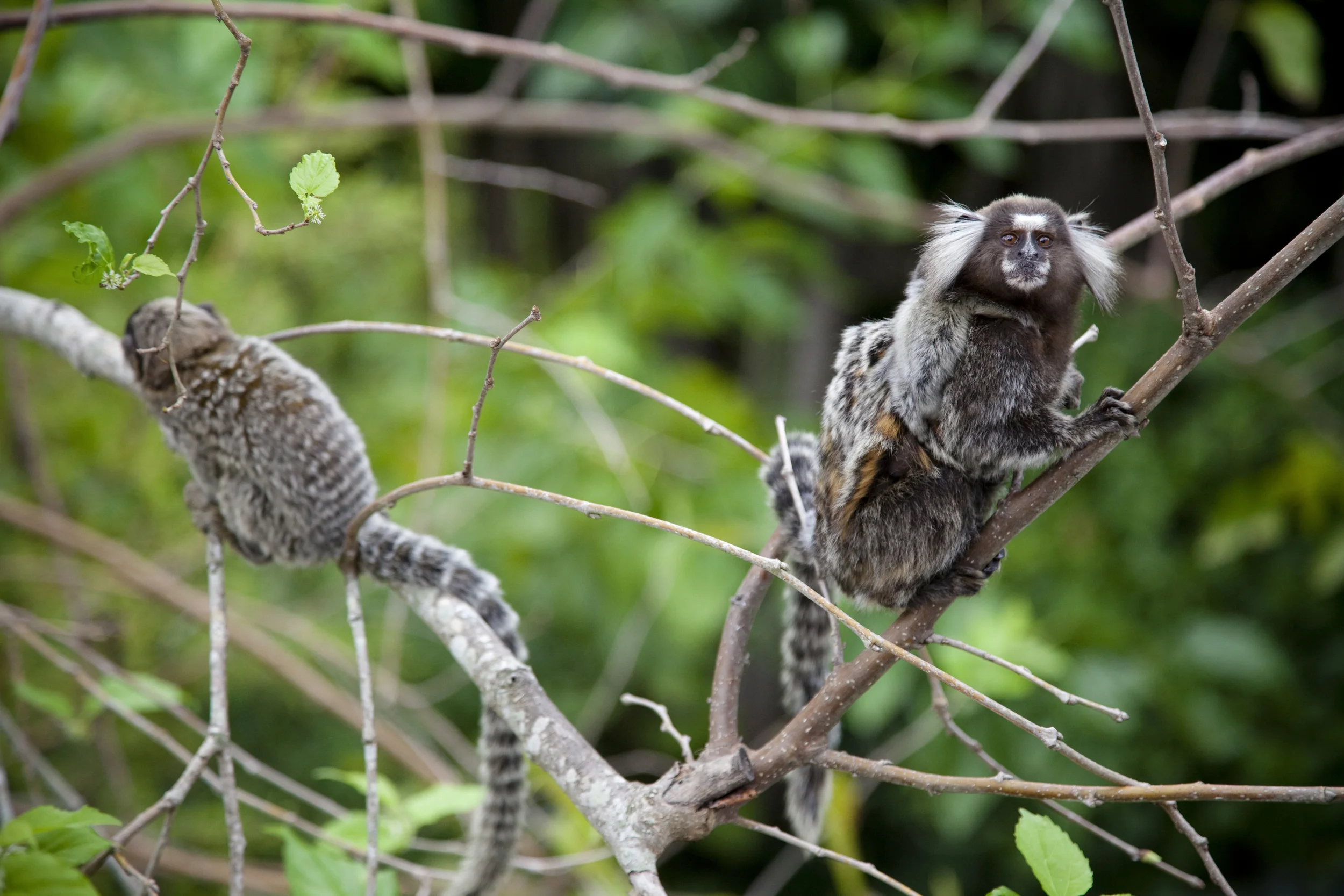 Sugar Loaf Mountain, Rio de Janeiro