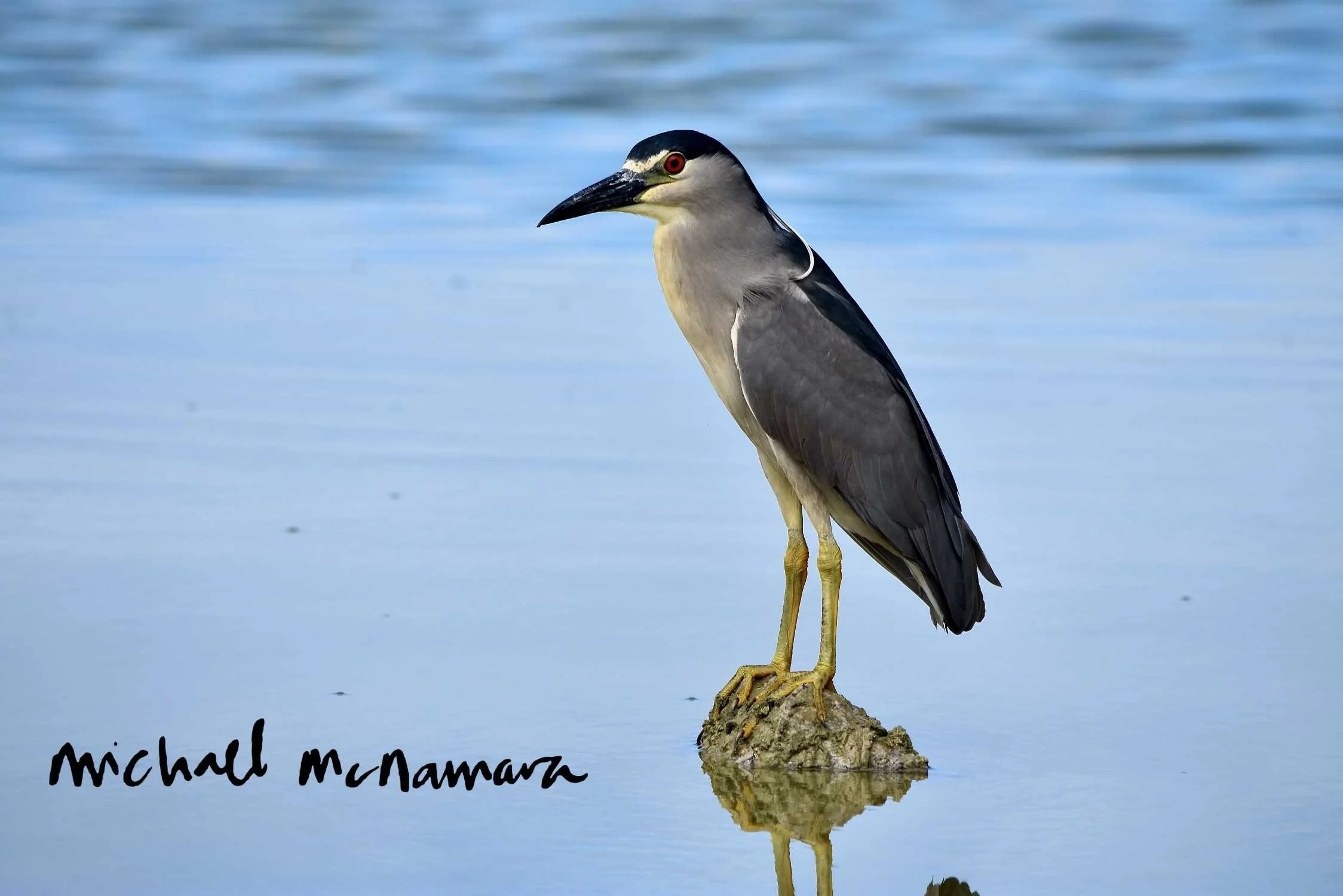 mm_night_heron.jpg
