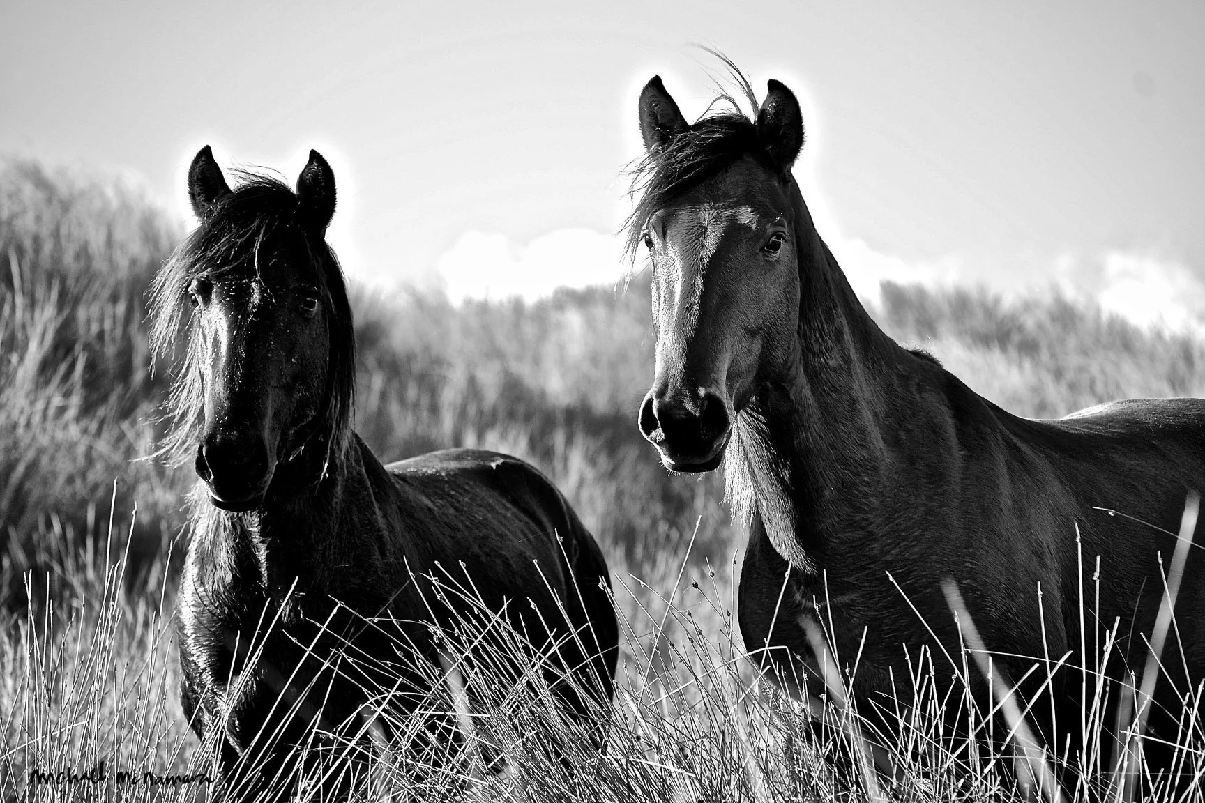 two_horses_in_field_dw.jpg