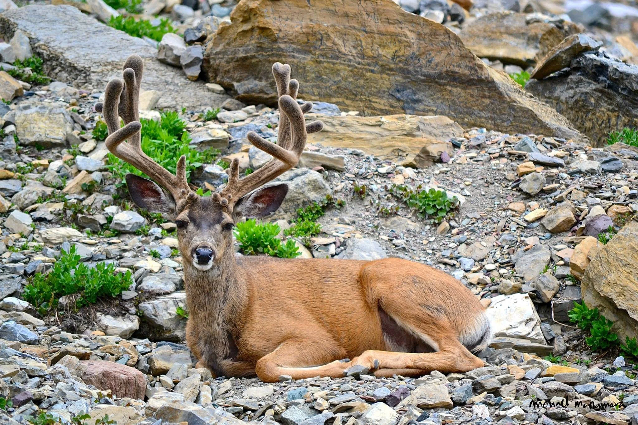 antlers_on_rocks_dw.jpg