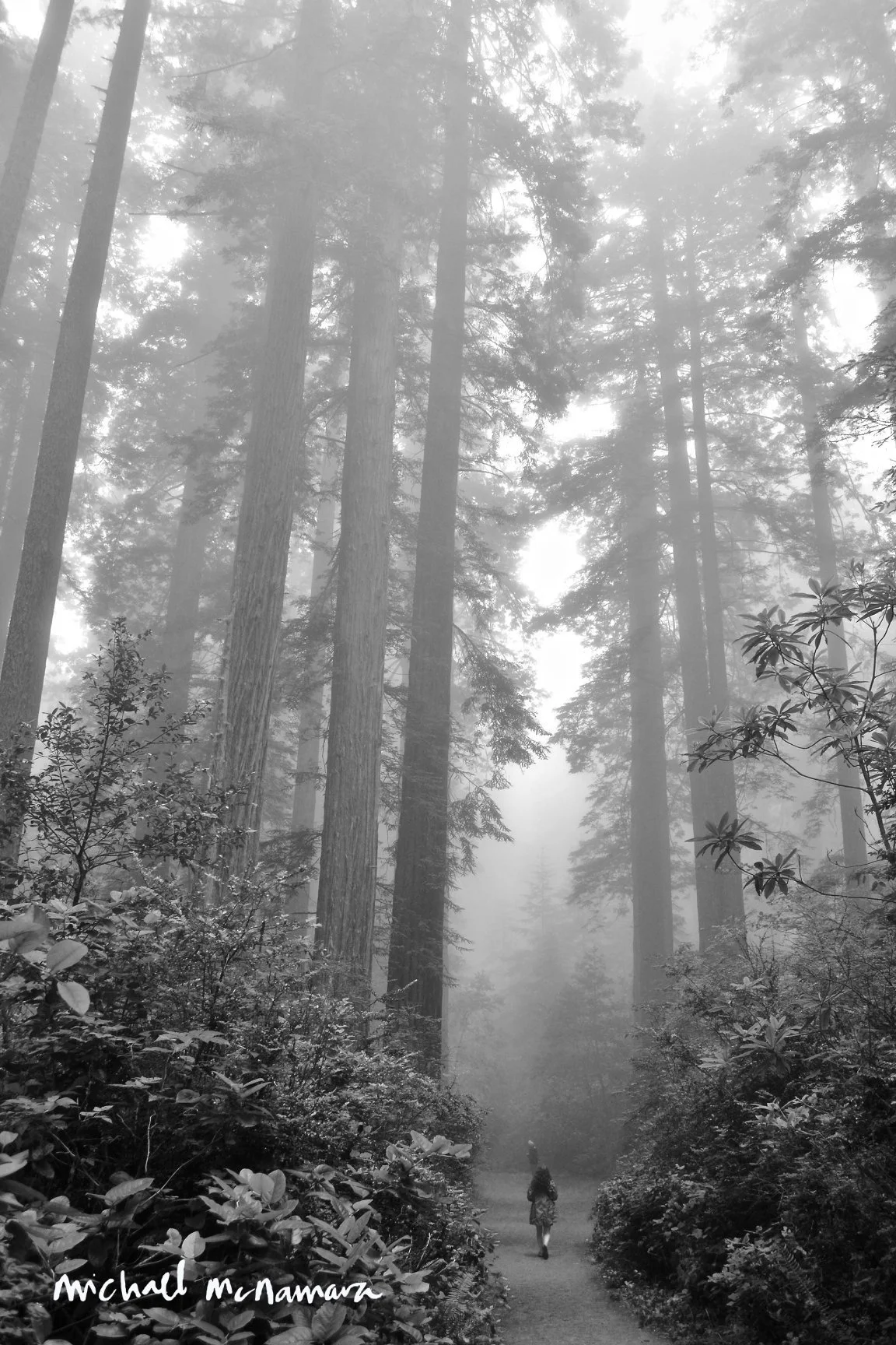 (5-3)trees_from_trail_dw.jpg