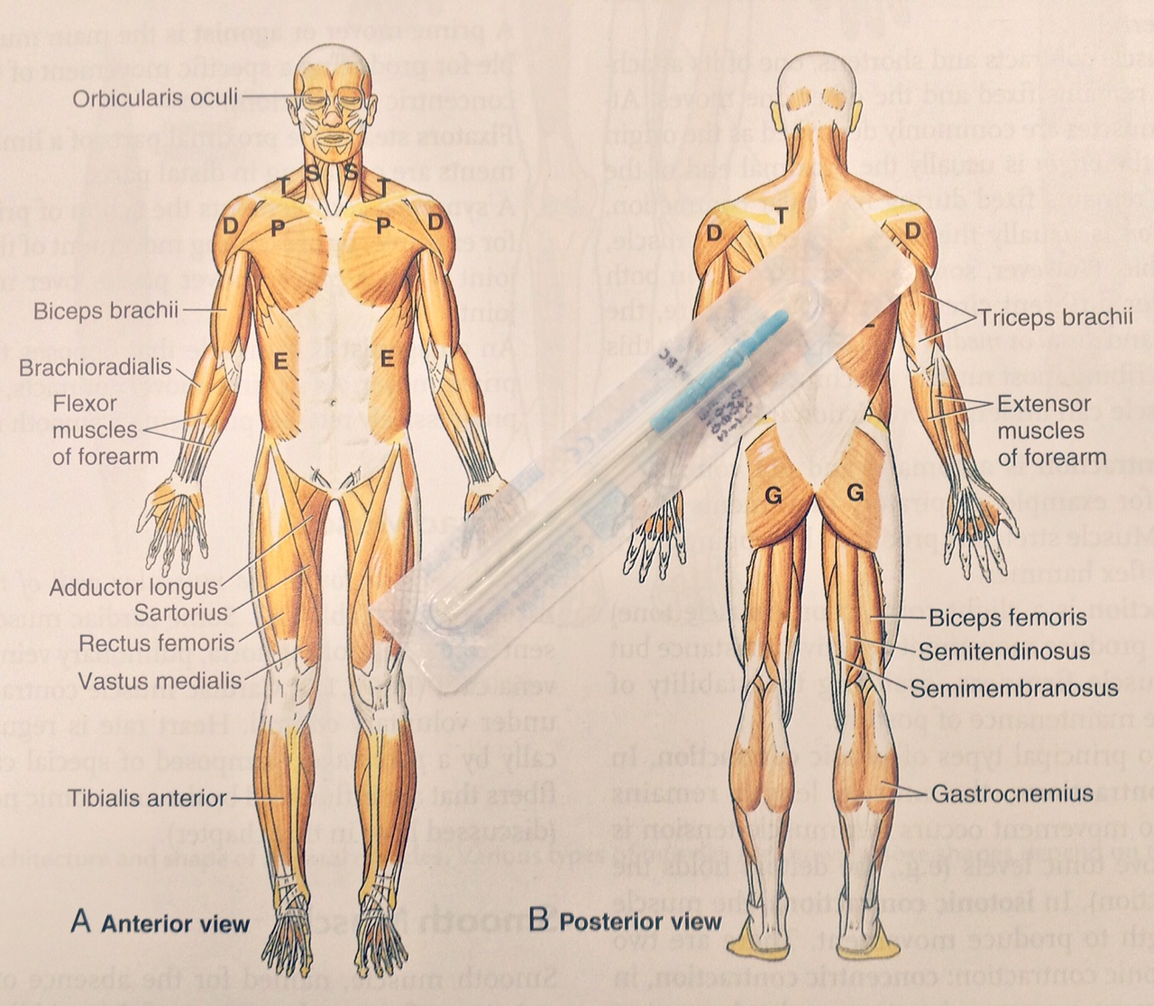 Source: Essential Clinical Anatomy (K.L. Moore, A.M.R. Agur)