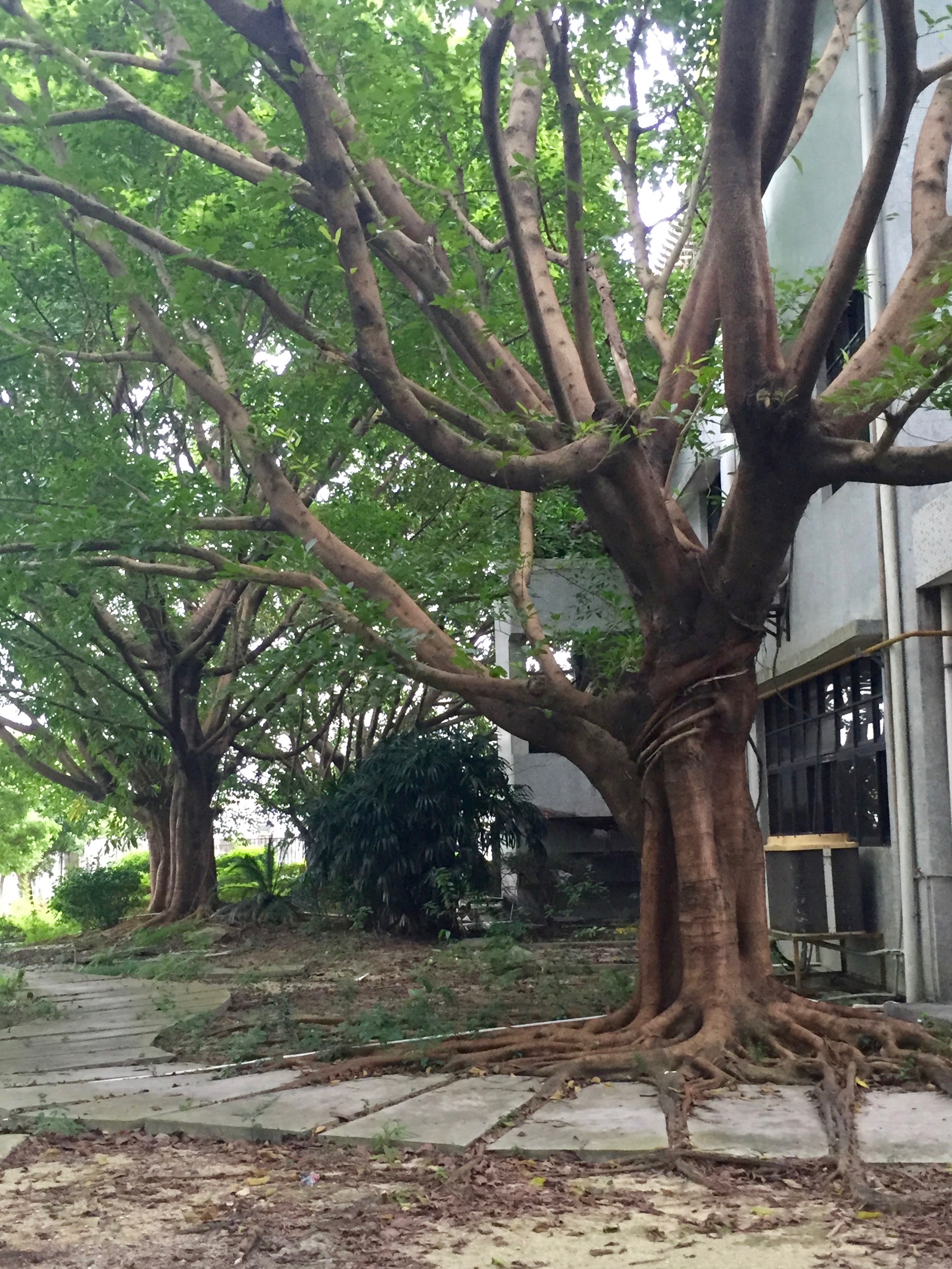  I love how these trees are reclaiming the landscaping. &nbsp; 