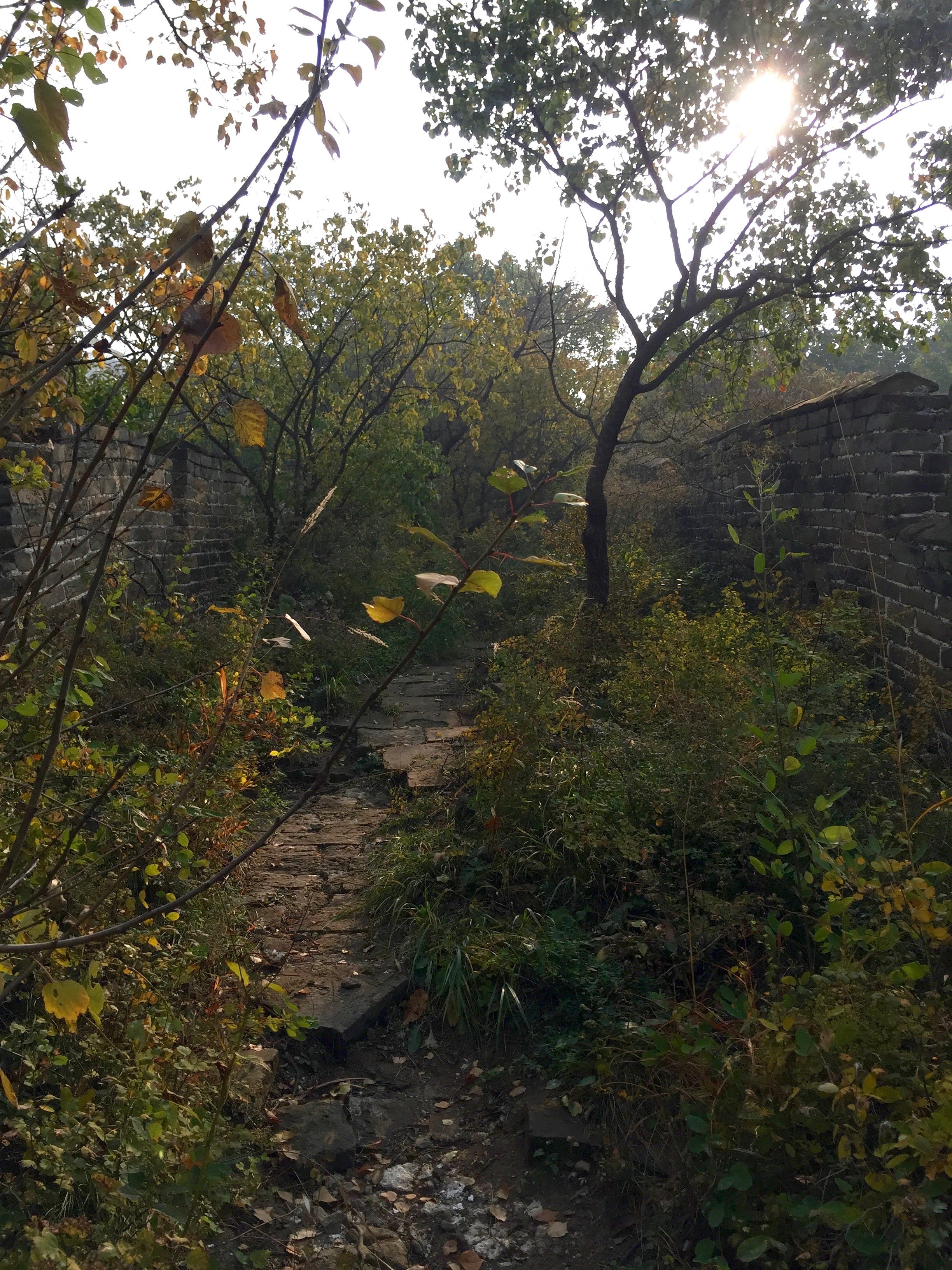 Overgrown with trees.