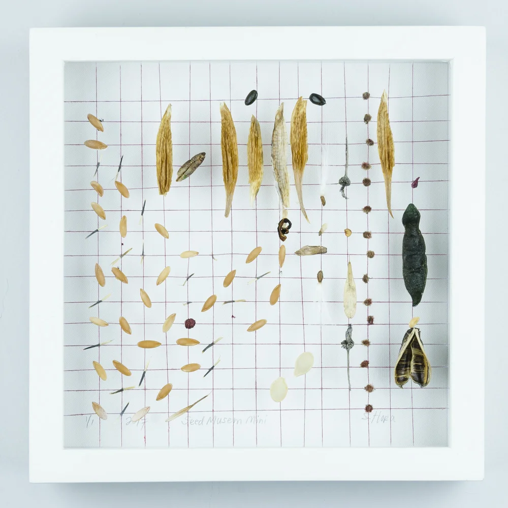 Love Song to the Cantaloupe Seed