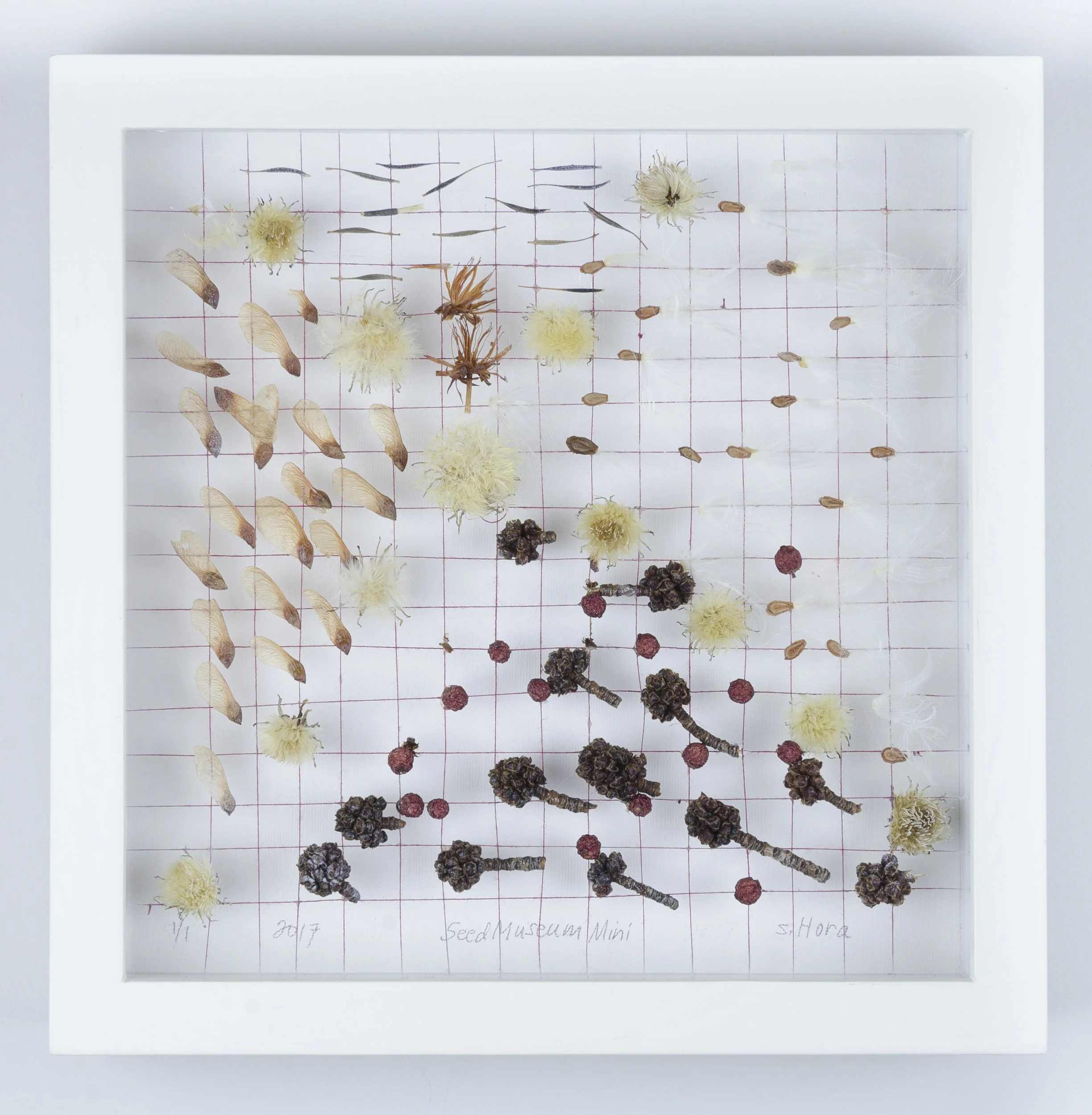 Love Song to All Pine Trees