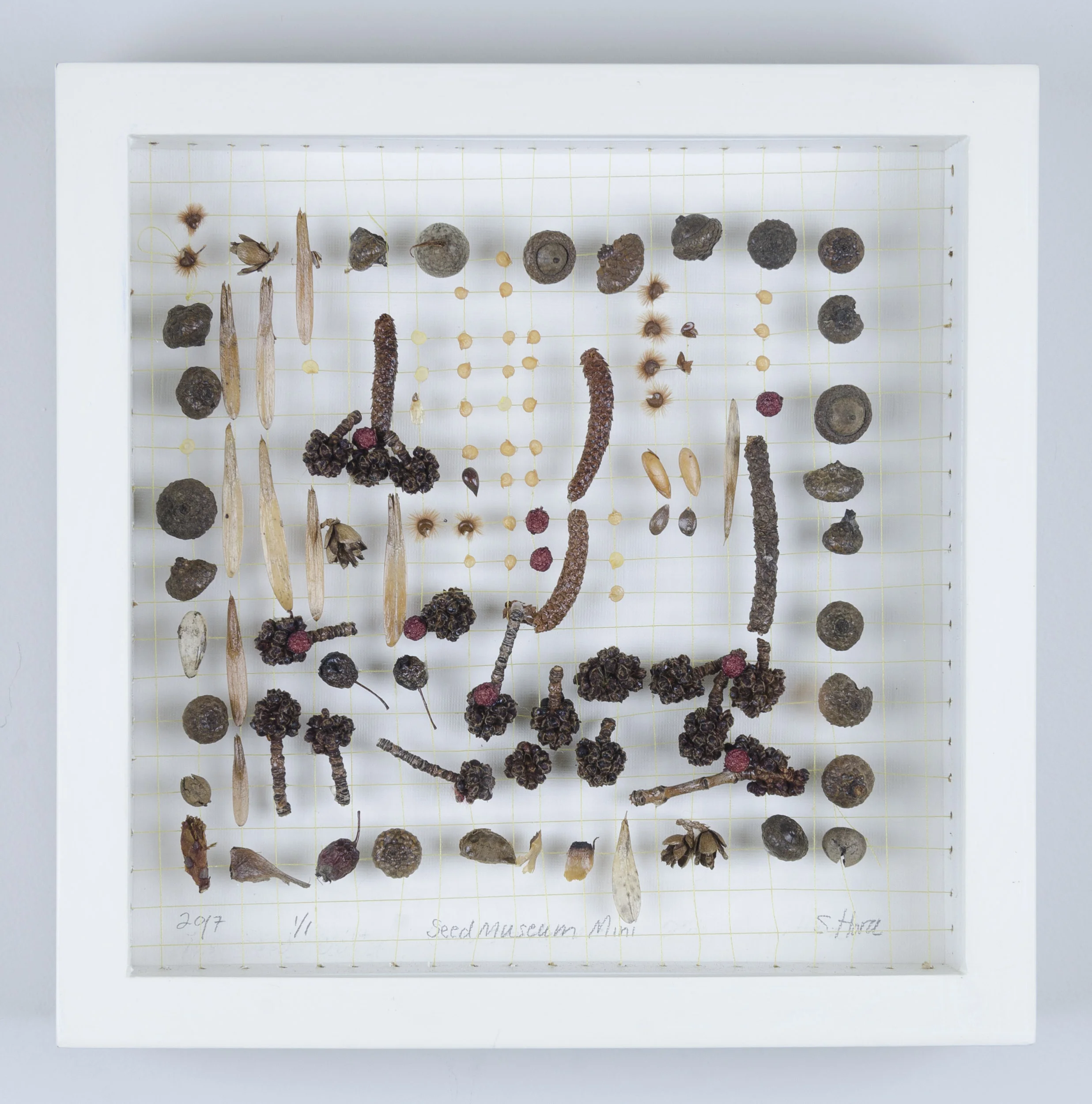 Love Song to the Turkish Filbert Tree