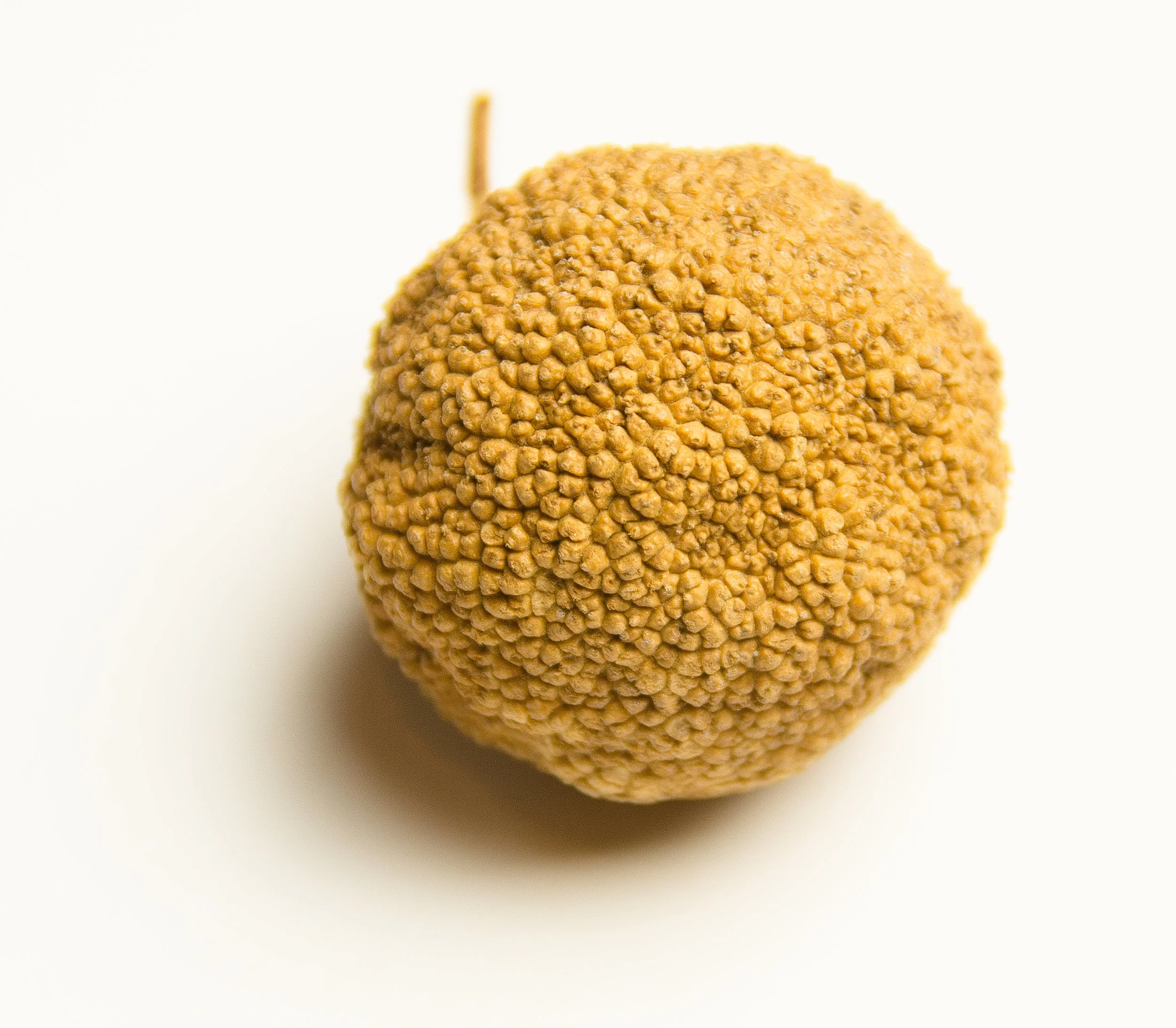Copy of SEED MUSEUMS