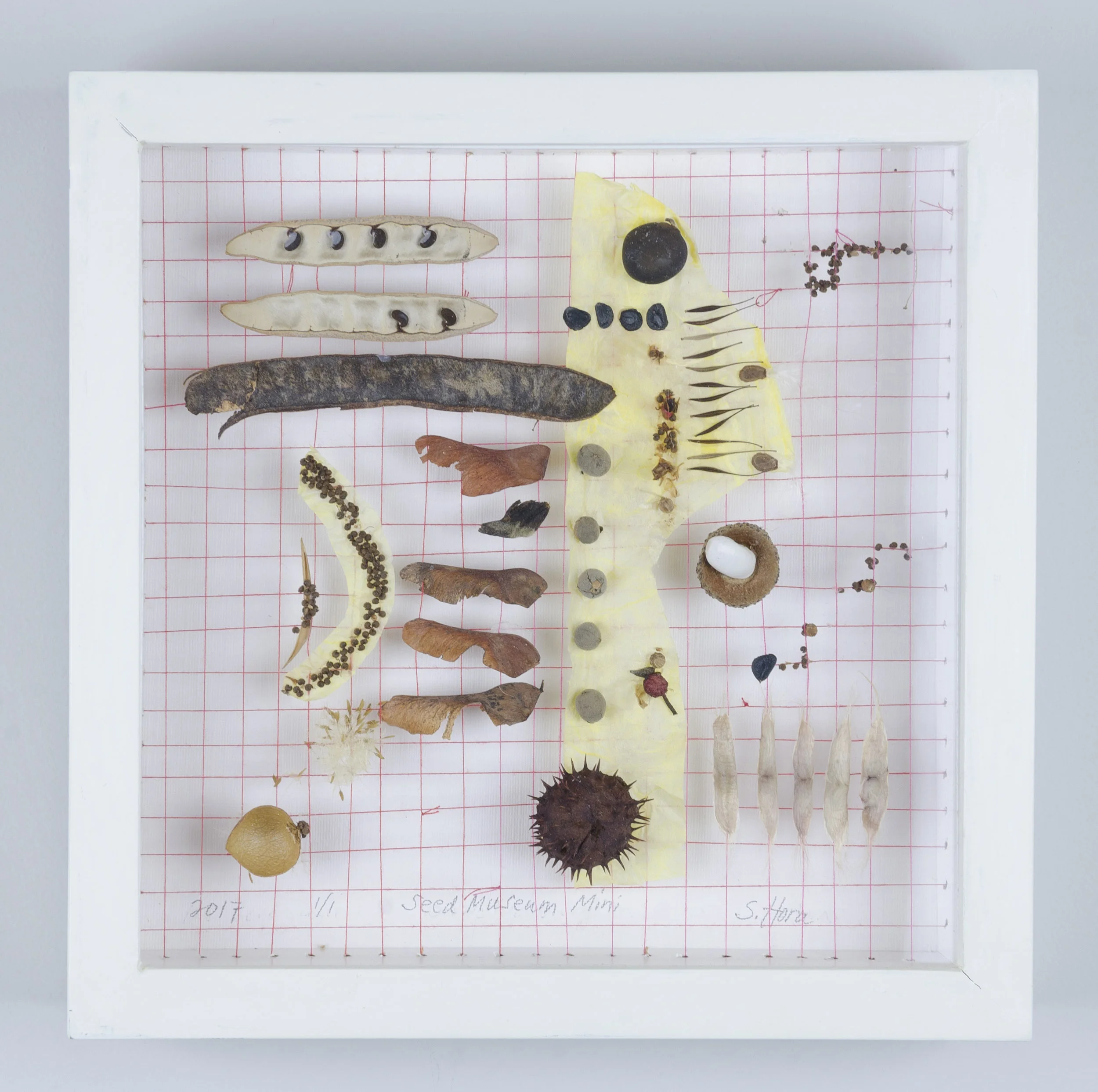 Dedicated to Proksa Park, Berwyn IL #17151 Price: $150 Size: 11 in. x ll in. x 2 in. Shadow box exhibit frame (re-purposed wood) and glass window. Painted white (low VOC). Proksa Park collection Mixed media : scarlet thread, botanical seeds and litterfall.