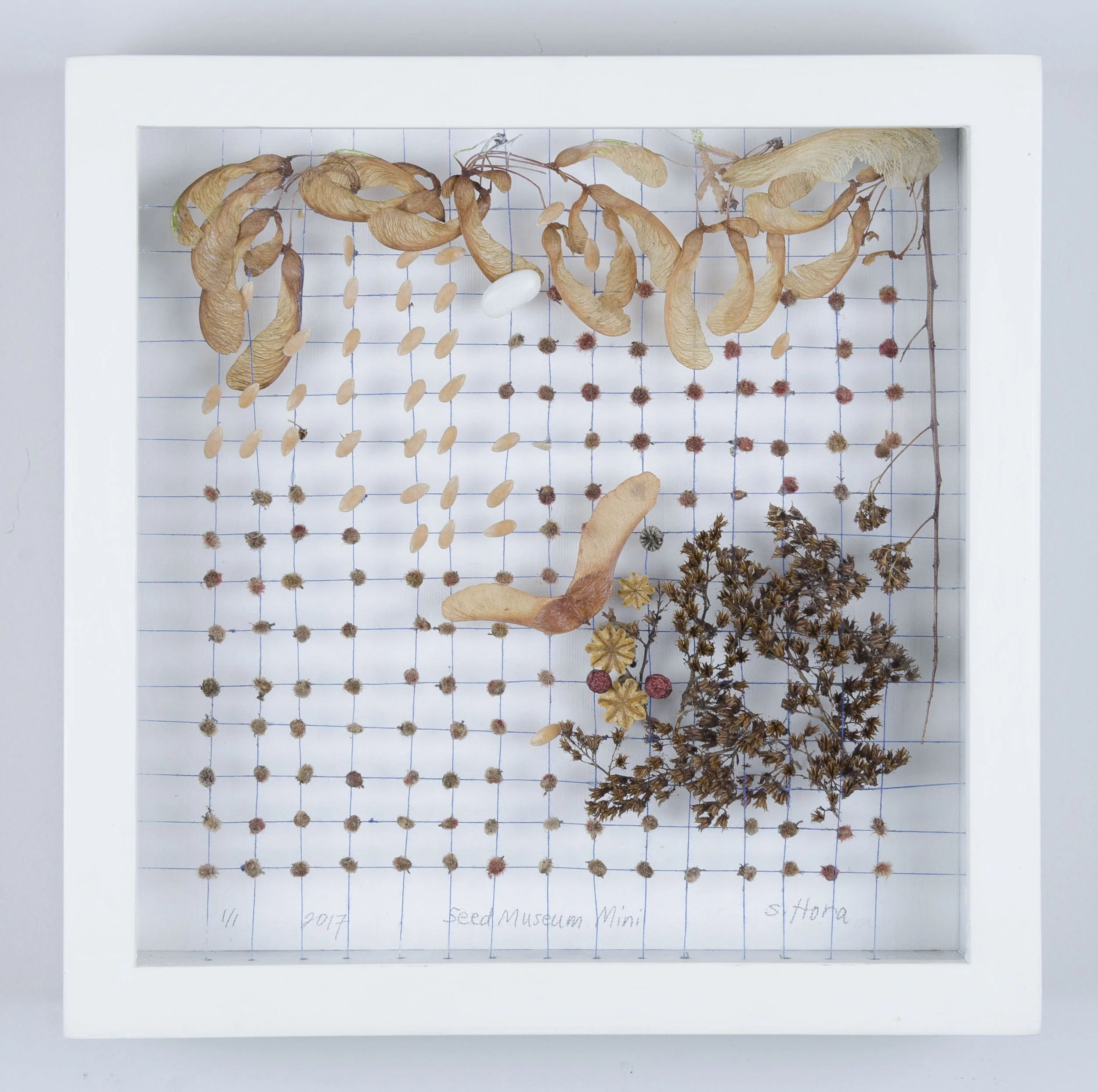Dedicated to Triton College Grounds, River Grove IL #17152 Price: $150 Size: 11 in. x ll in. x 2 in. Shadow box exhibit frame (re-purposed wood) and glass window. Painted white (low VOC). Triton College collection Mixed media : indigo thread, botanical seeds and litterfall.