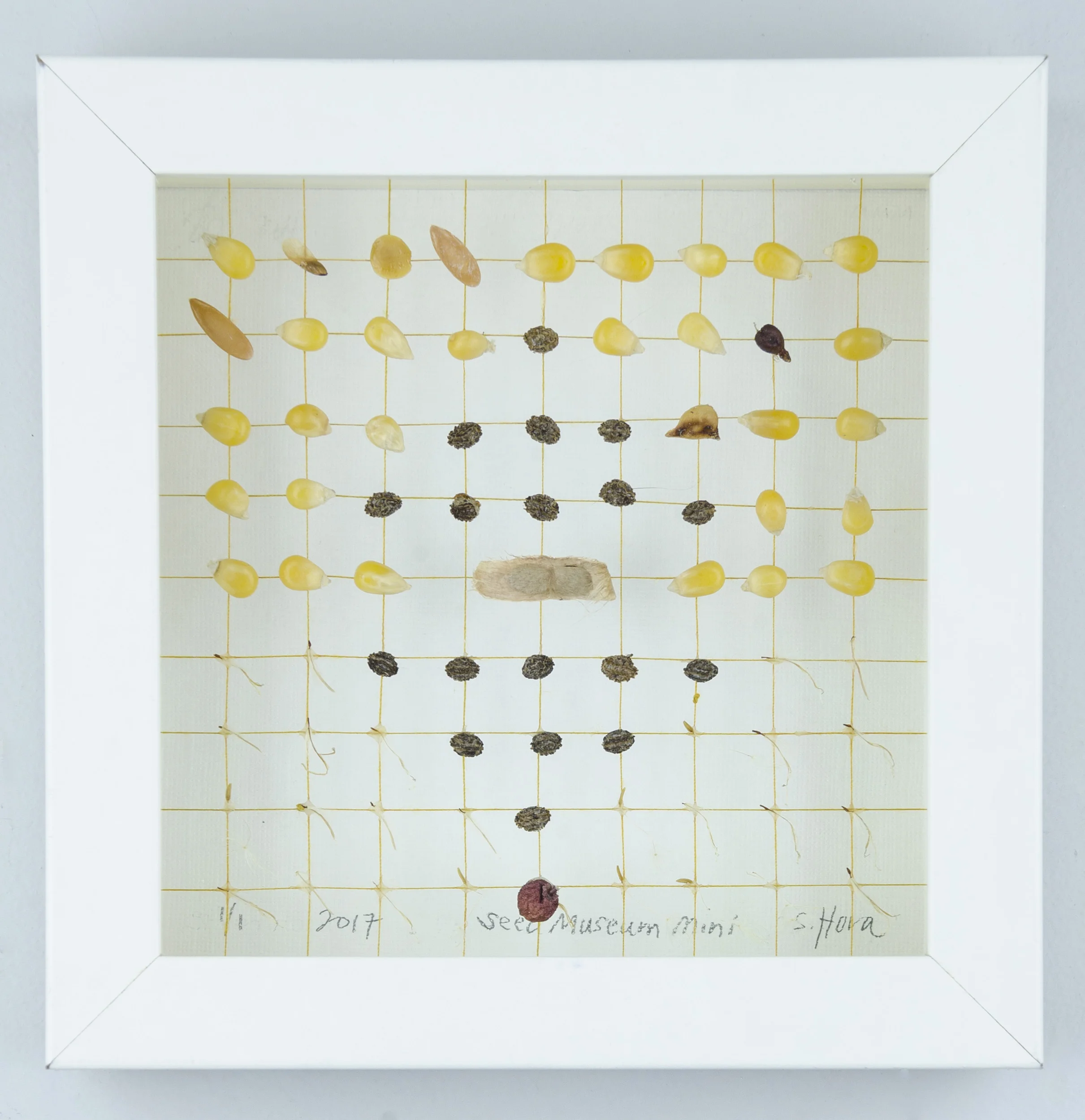    Dedicated to St. Joseph Michigan Picnic #17155     Price: $80   Size: 8 in. x 8 in. x 2 in.  Shadow box exhibit frame (re-purposed wood) and glass window. Painted white (low VOC).  St. Joseph collection   Mixed media : canary yellow thread, botani