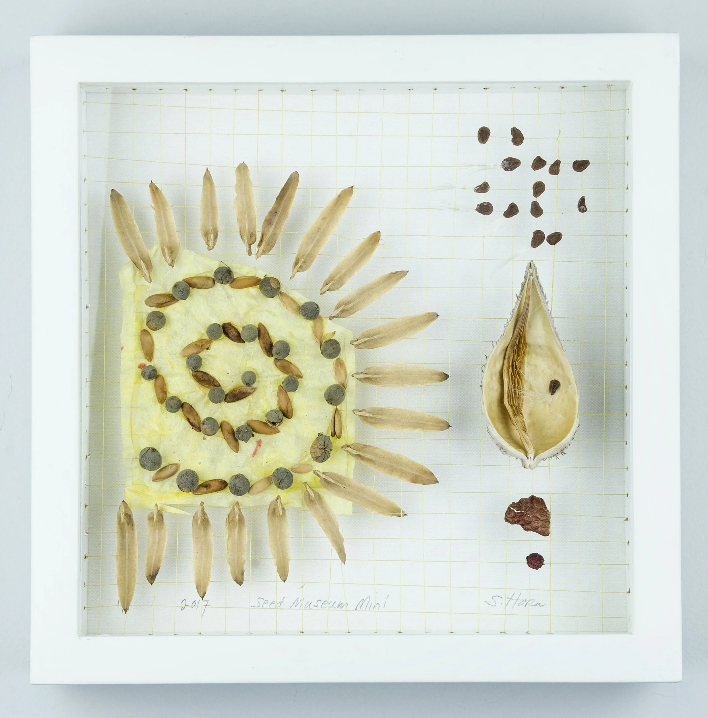 Dedicated to Sainte-Martine, Quebec #17158 Price: $150 Size: 11 in. x ll in. x 2 in. Shadow box exhibit frame (re-purposed wood) and glass window. Painted white (low VOC). Sainte-Martine collection Mixed media : canary yellow thread, botanical seeds and litterfall.