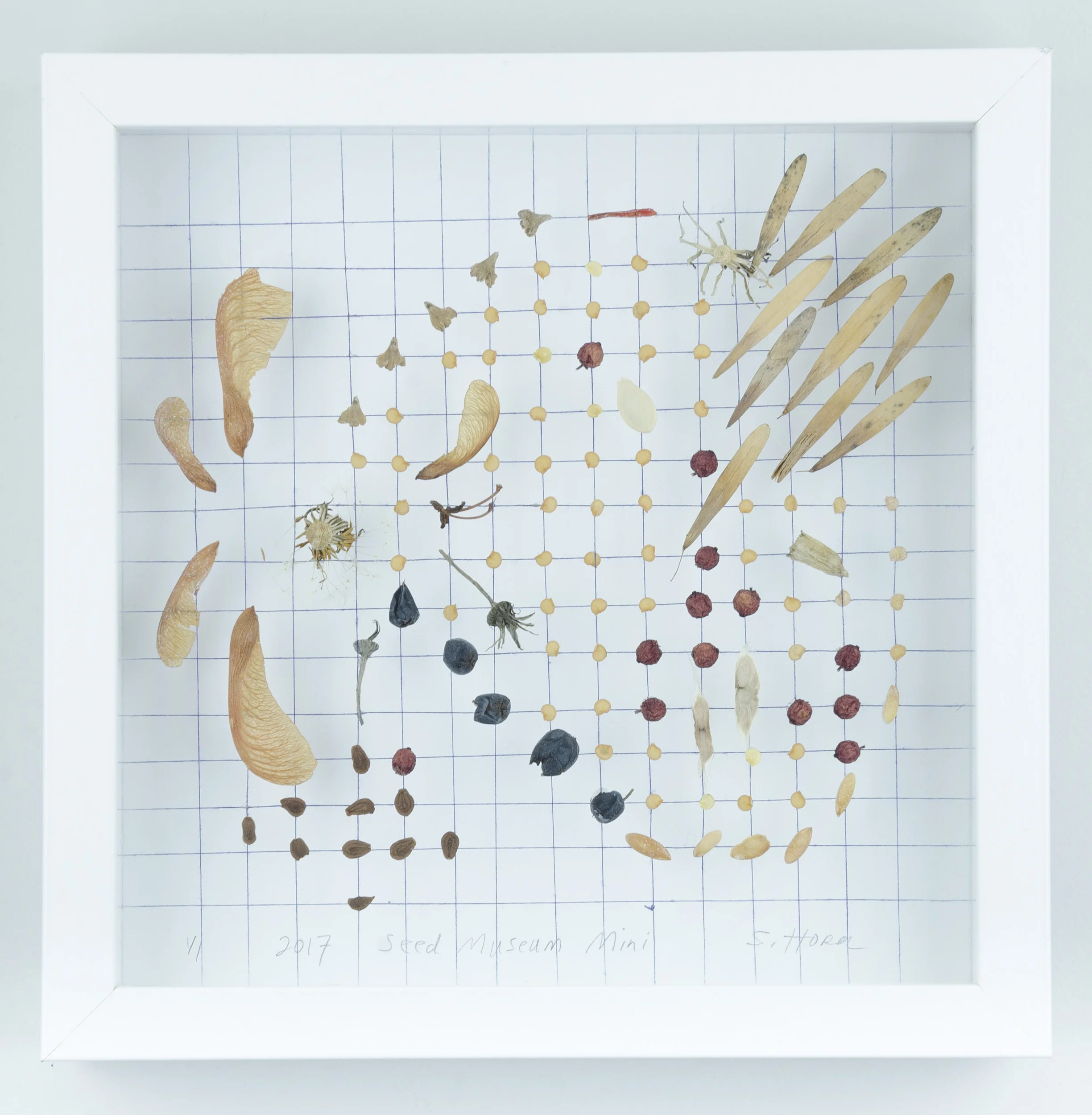 Dedicated to Jackson Blvd Forest Park, IL Collection #17157 Price: $150 Size: 11 in. x ll in. x 2 in. Shadow box exhibit frame (re-purposed wood) and glass window. Painted white (low VOC). Forest Park collection Mixed media : indigo thread, botanical seeds and litterfall.