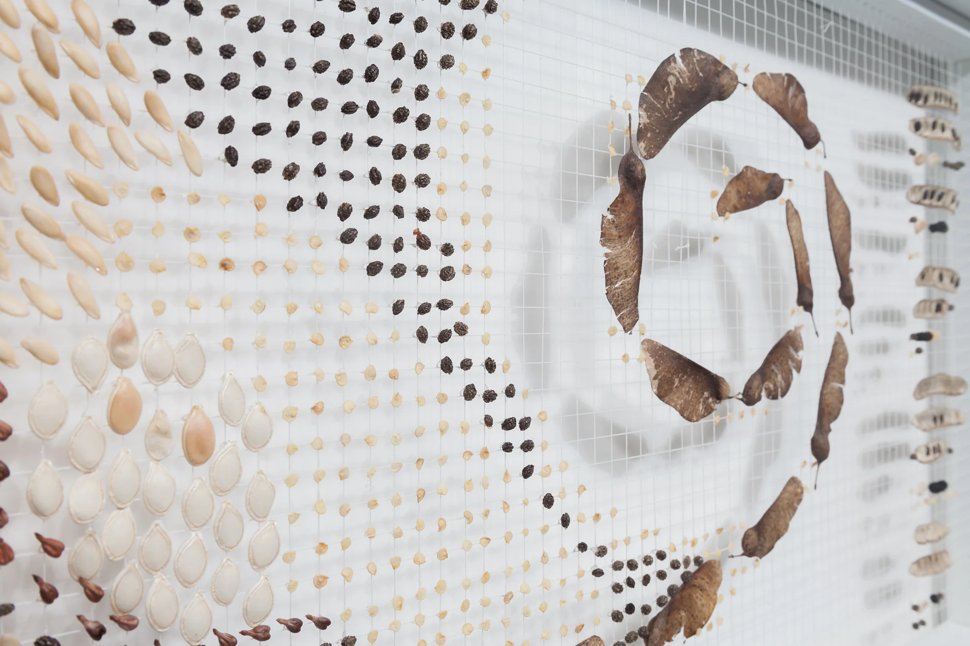   (Detail)  Window In: Northern Illinois and Central Florida Drift #103502     Mixed media:  antique white thread, botanical seeds and litterfall.   