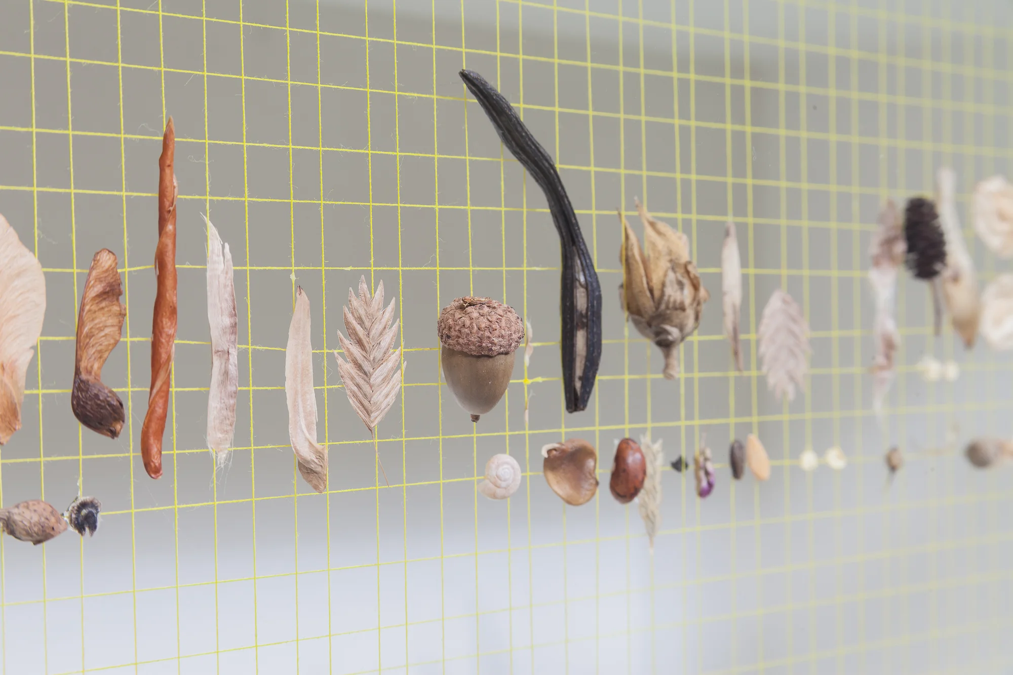   (Detail)  Table Box: Northern Illinois #182001     Mixed media:  antique white thread, botanical seeds and litterfall.   