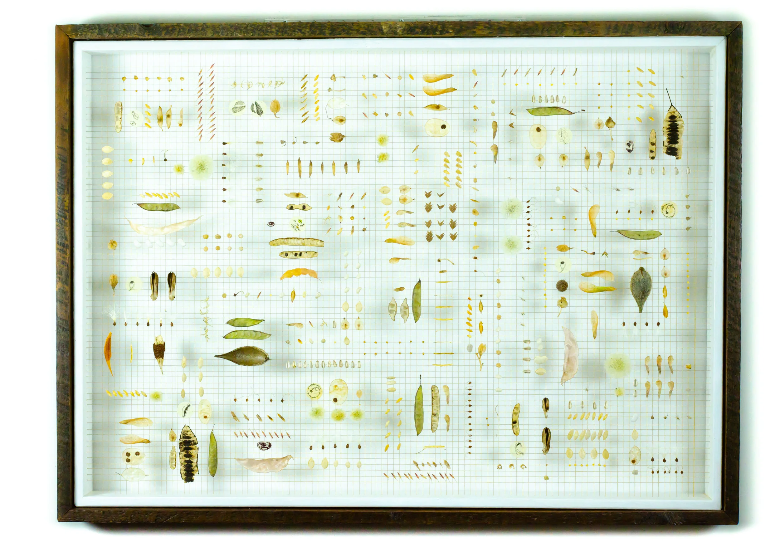 Dedicated to the Sunflower and Morning Glory Seed #184006 Price: $4,000 Size: 33.5 in. x 45.5 in. x 4.5 in. Canada, Mexico and U.S.A. Collection Custom built shadow box exhibit frame (re-claimed barn wood) with plexiglass window.