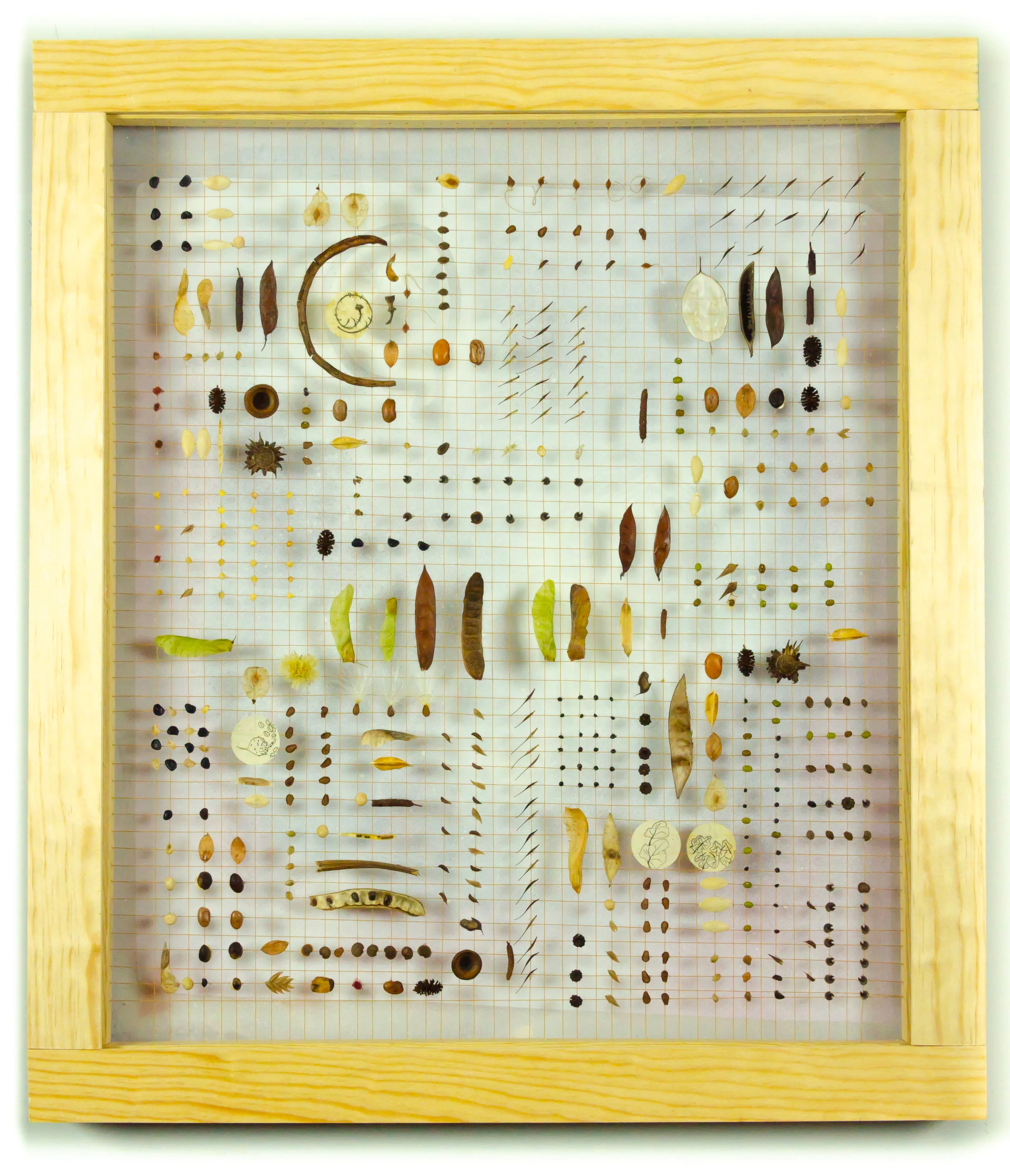    Dedicated to the Yucca and Pumpkin Seed #1810010     Price: $1,000   Size: Size: 25 in. x 22 in. x 1.75 in.  Canada and U.S.A. Collection  Custom built shadow box exhibit frame (re-claimed silkscreen) with plexiglass window. Facing frame color: pi