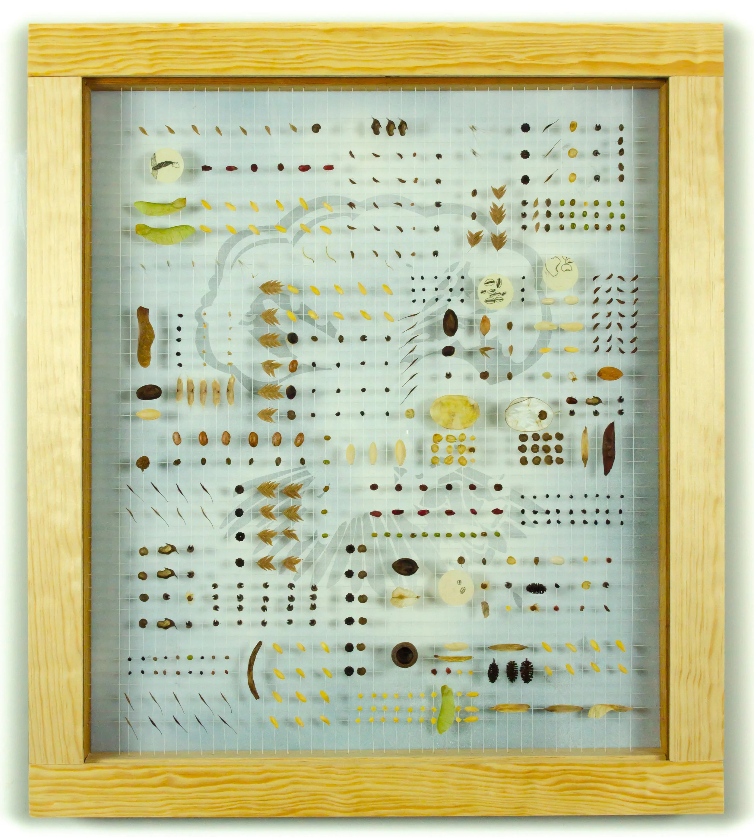Dedicated to the Northern Sea Oat & Silver Dollar Seed #101009 Price: $1,000 Size: Size: 25 in. x 22 in. x 1.75 in. Canada and U.S.A. Collection Custom built shadow box exhibit frame (re-claimed silkscreen frame) and plexiglass window.