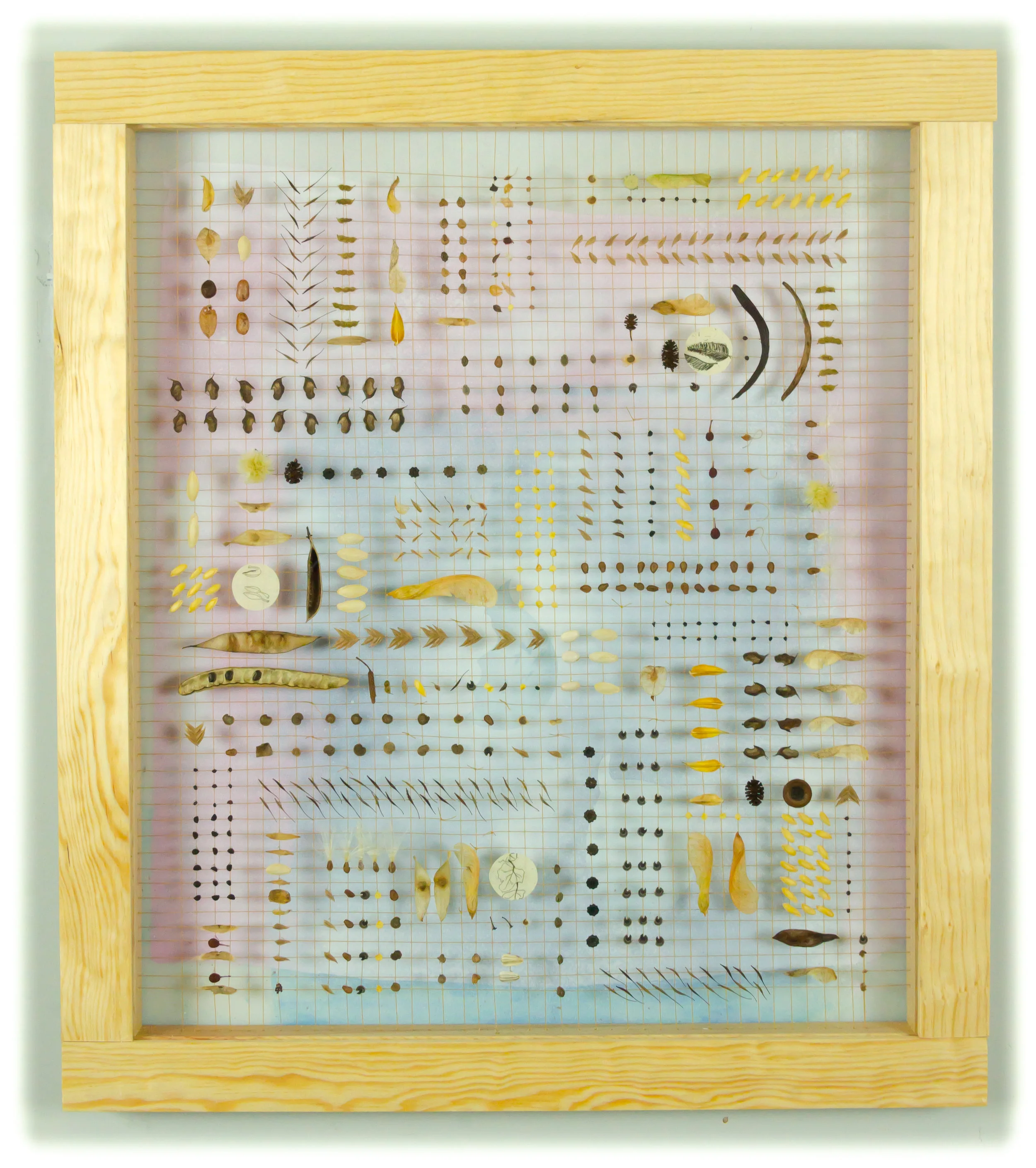 Dedicated to the Norway Maple & Rose of Sharon Tree Seed #1010011 Price: $1,000 Size: Size: 25 in. x 22 in. x 1.75 in. Canada and U.S.A. Collection Custom built shadow box exhibit frame (re-claimed silkscreen) and plexiglass window. Facing frame color: pine. Side frame color: antique walnut.